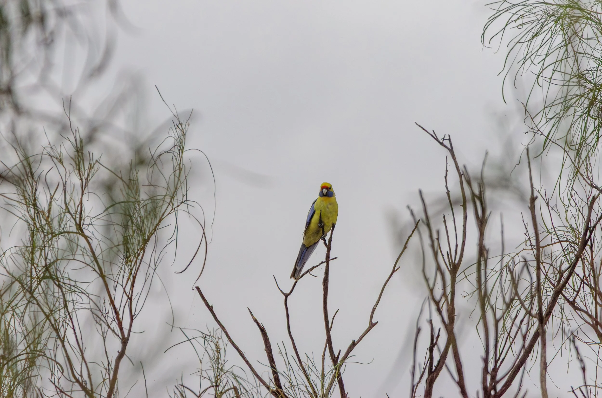 DSC_0139.jpg