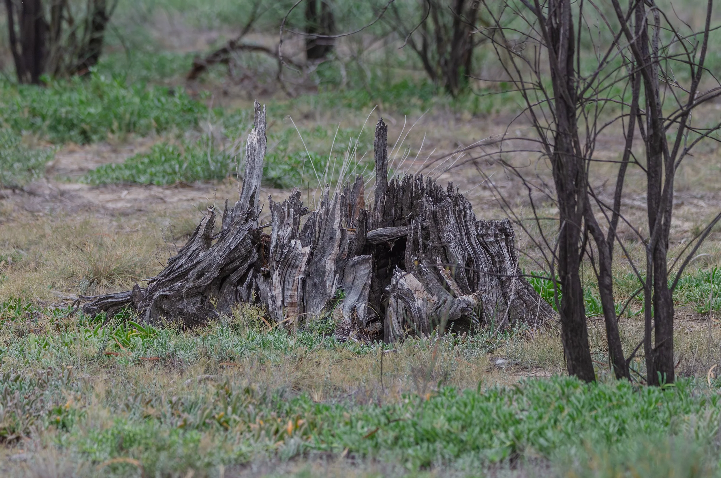 DSC_0116.jpg