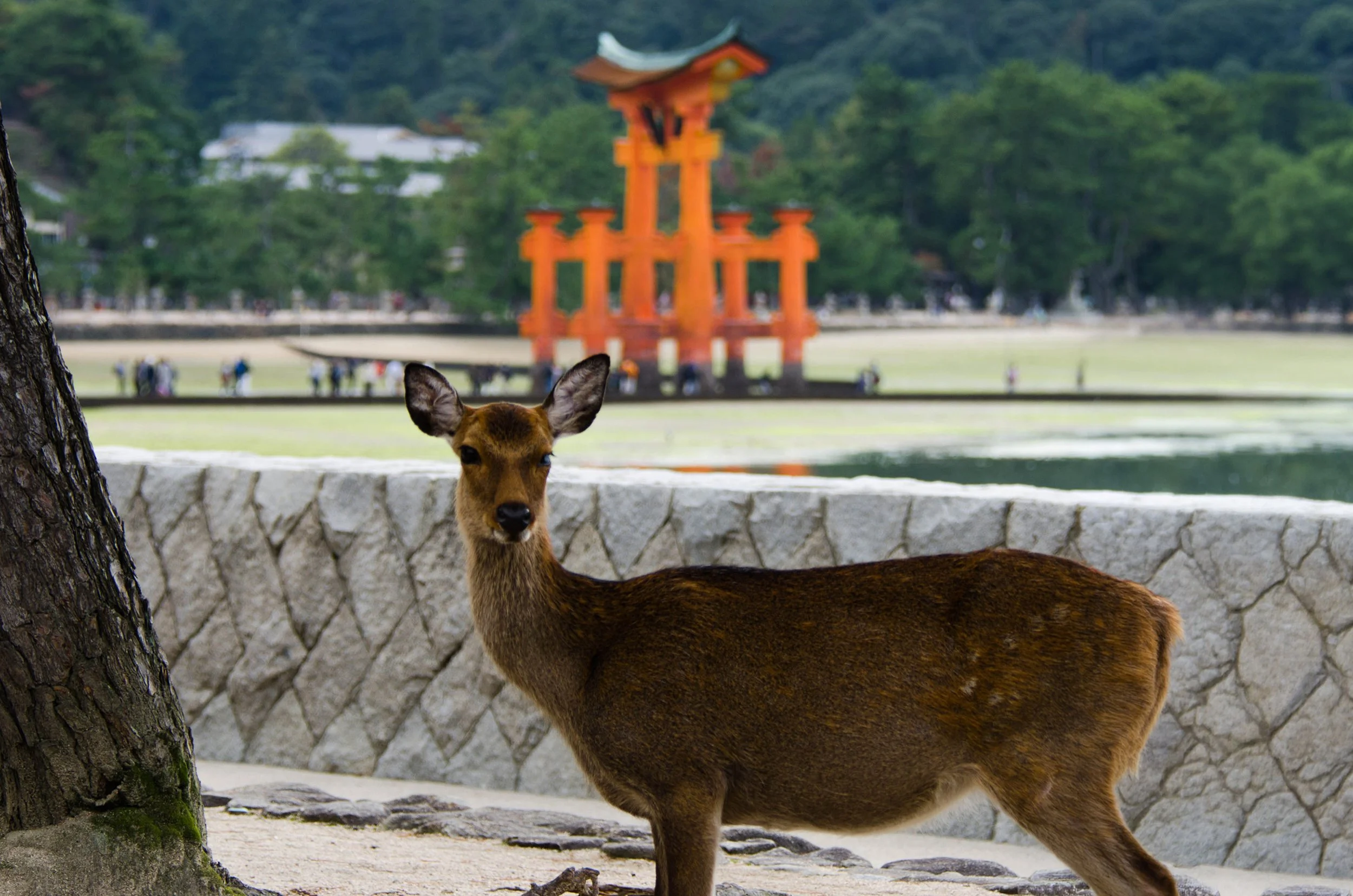 Japan_K_1381-2edit 2.jpg