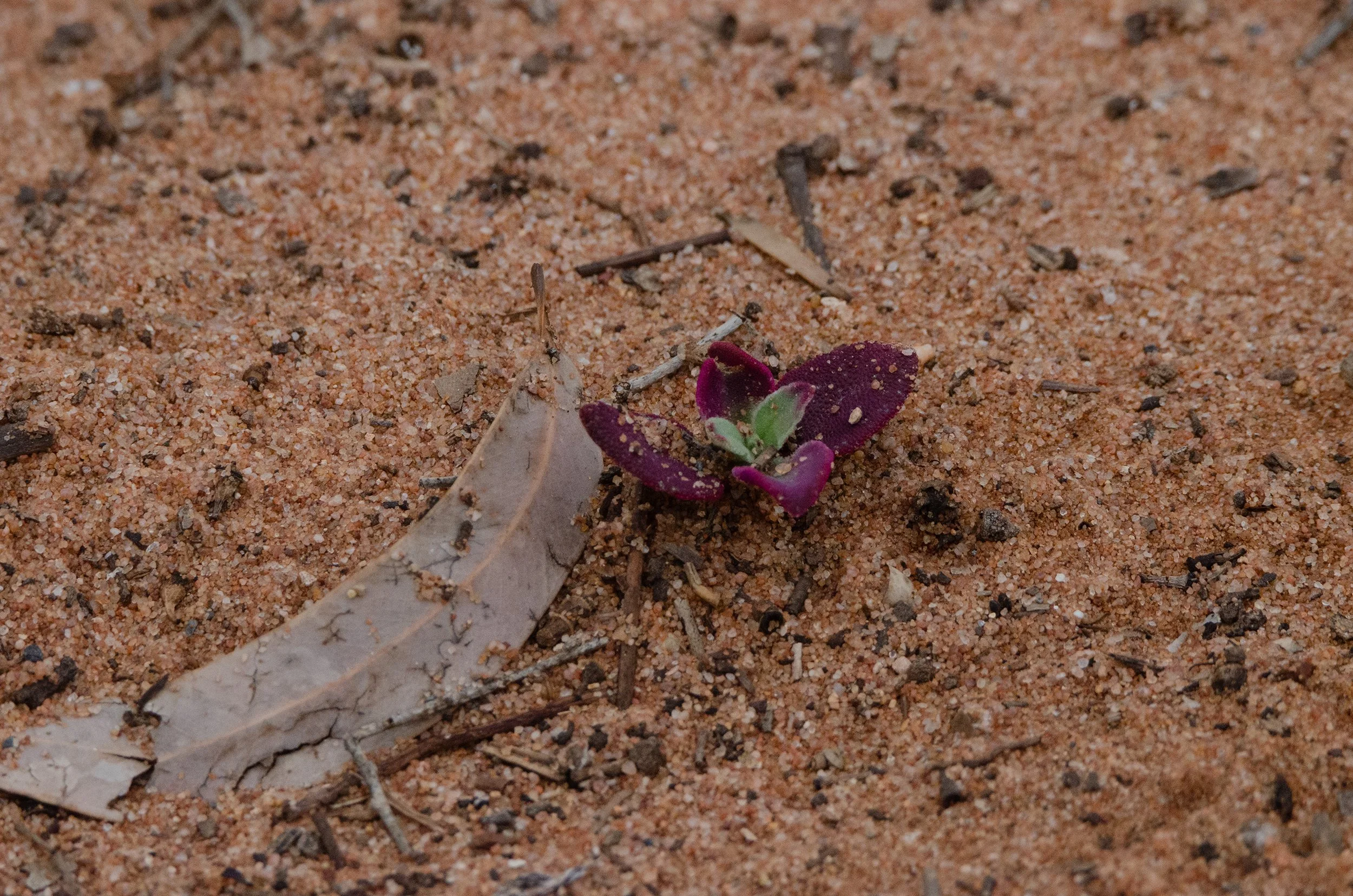 DSC_0092.jpg