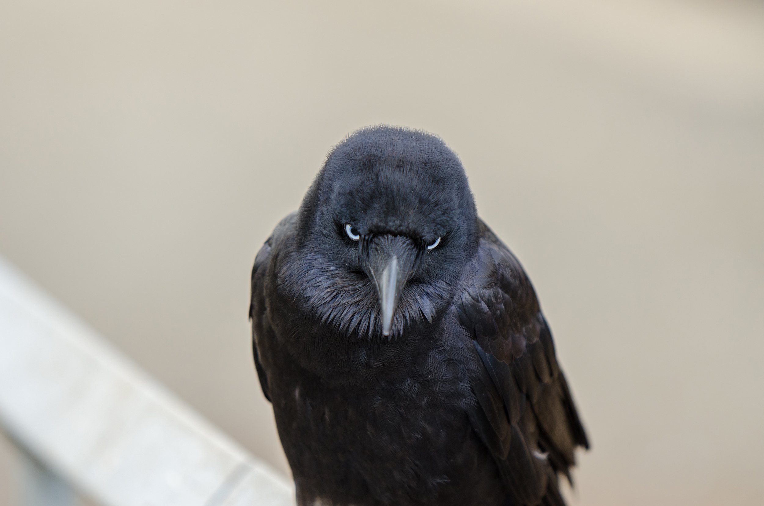 2019 _November _ARPA_Birds_083.jpg