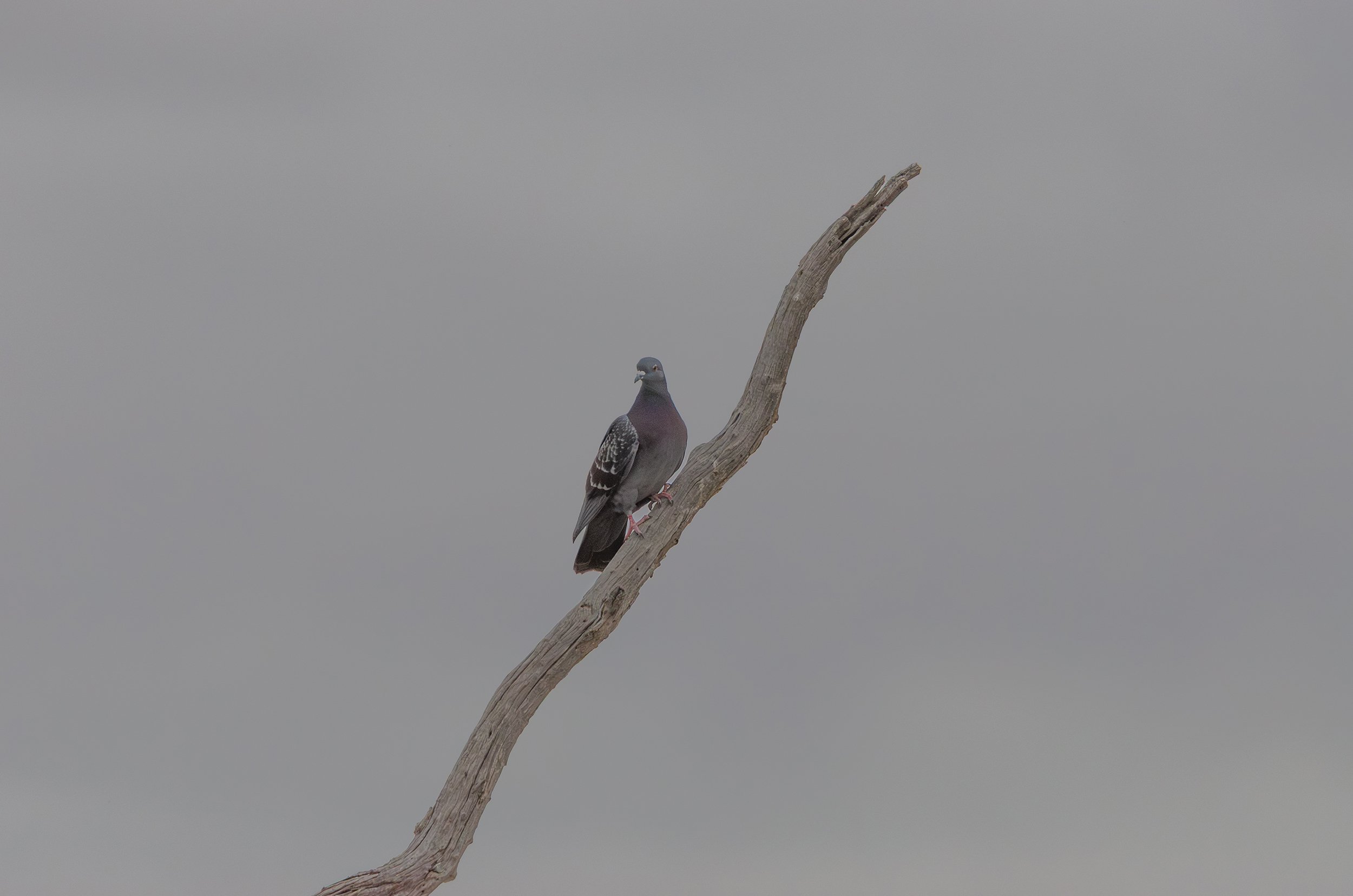 DSC_0131.jpg