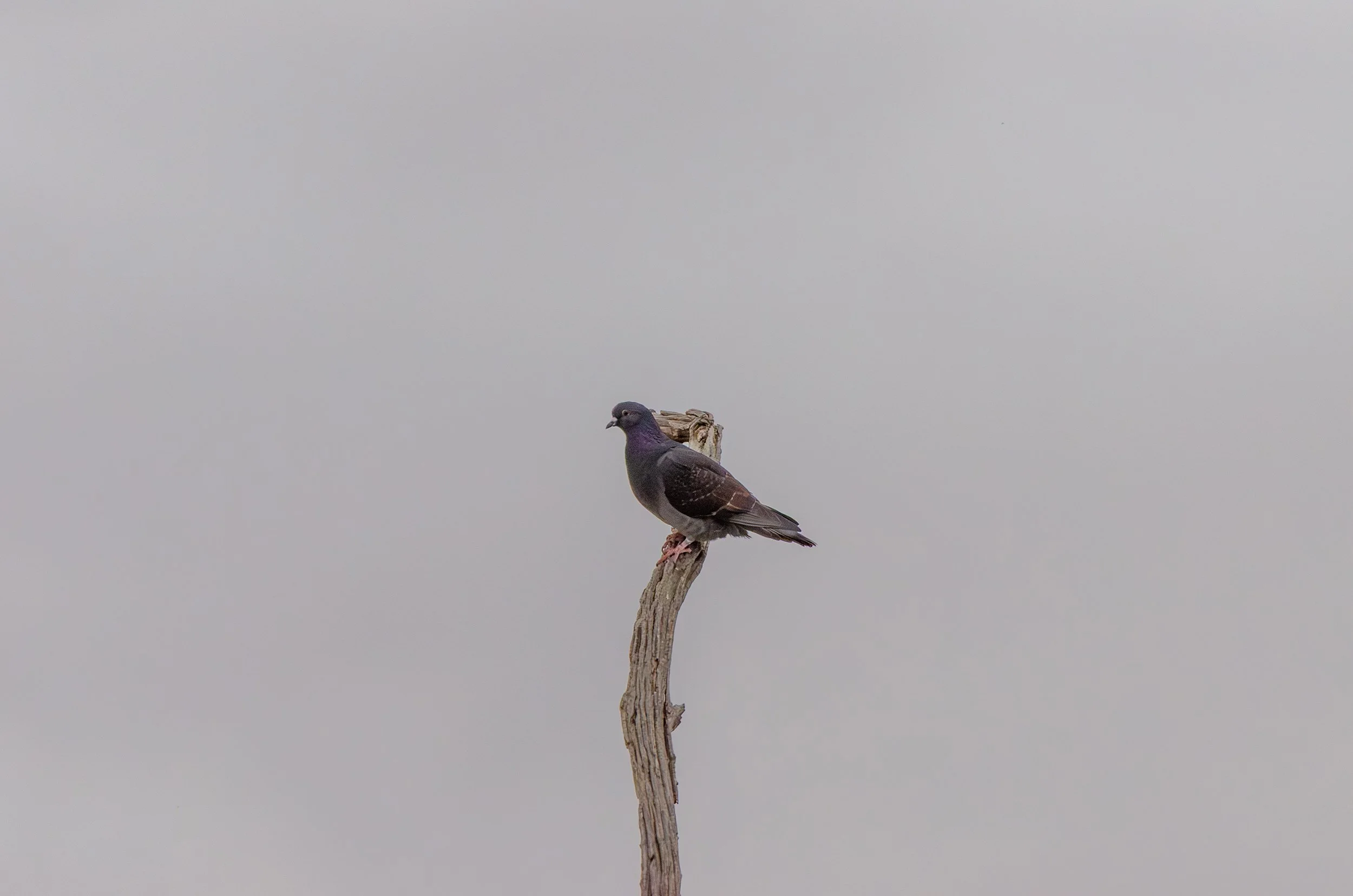 DSC_0137.jpg