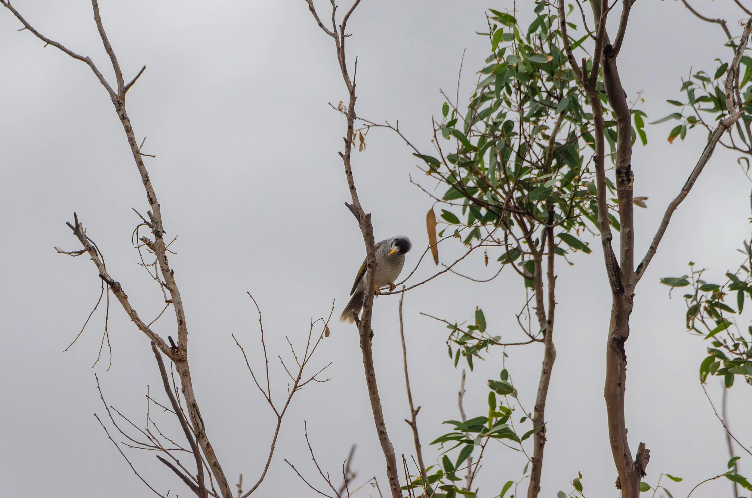 DSC_0078.jpg