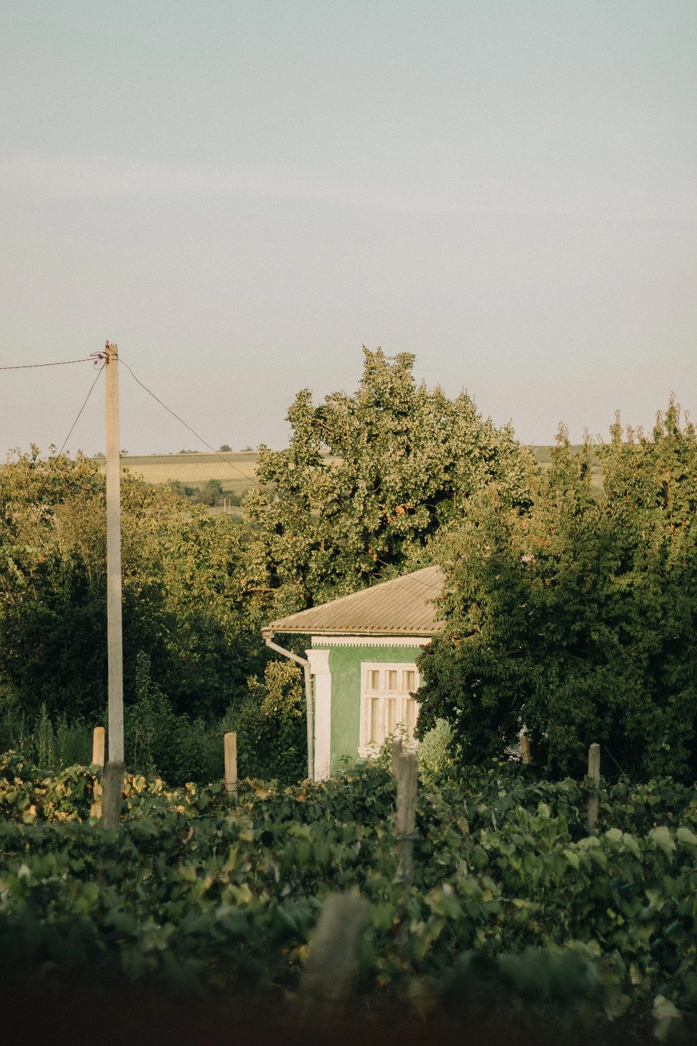 A small house painted green with white window frames is partially obscured by trees and bushes in a rural landscape with a clear sky.