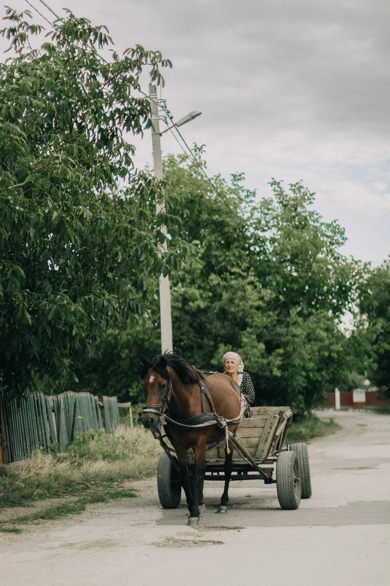 Older woman riding a horse-drawn cart on a rural dirt road, with trees and a fence in the background.