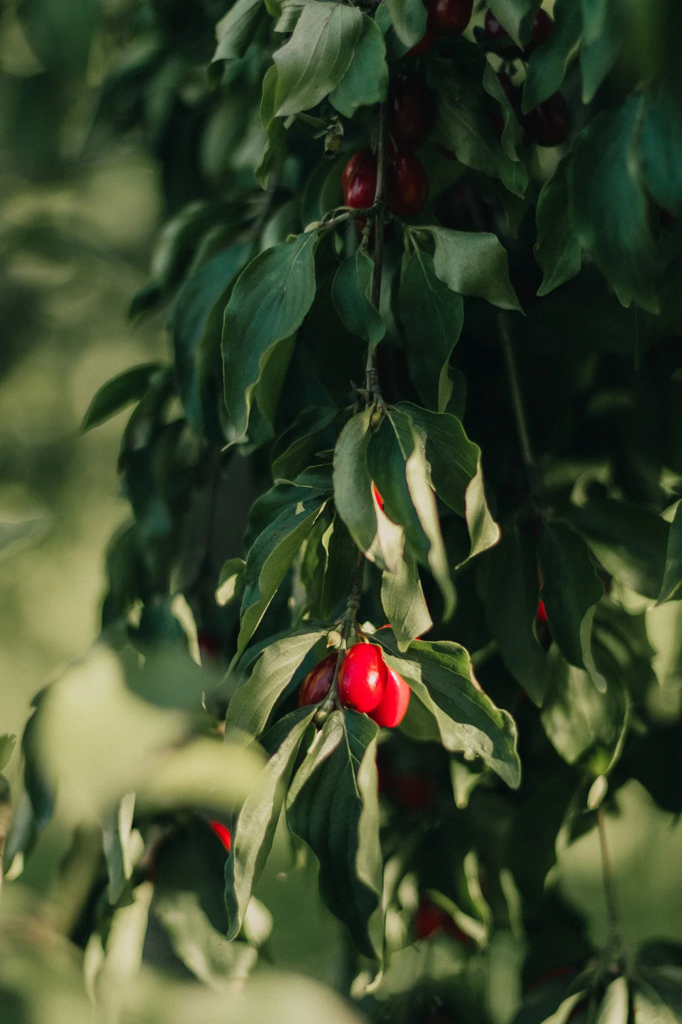 Ripe red berries hanging from a leafy green branch.