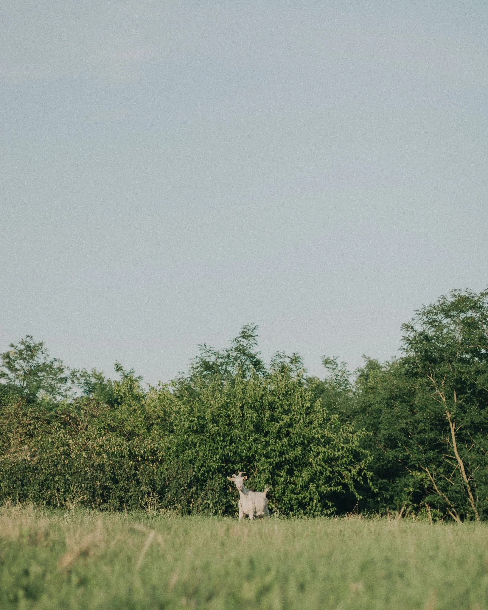 A goat standing in a grassy field with trees and bushes in the background under a light sky.
