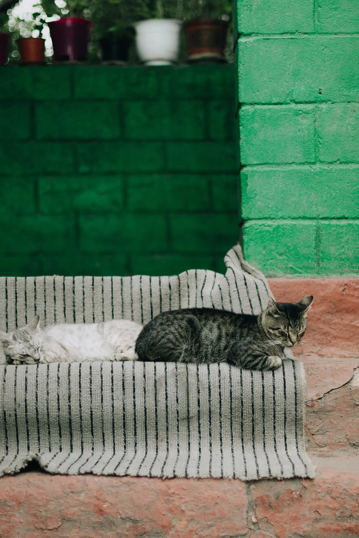 Two cats resting on a striped rug on pink stone stairs with green and pink painted brick walls behind them. One cat is white and the other is dark striped.
