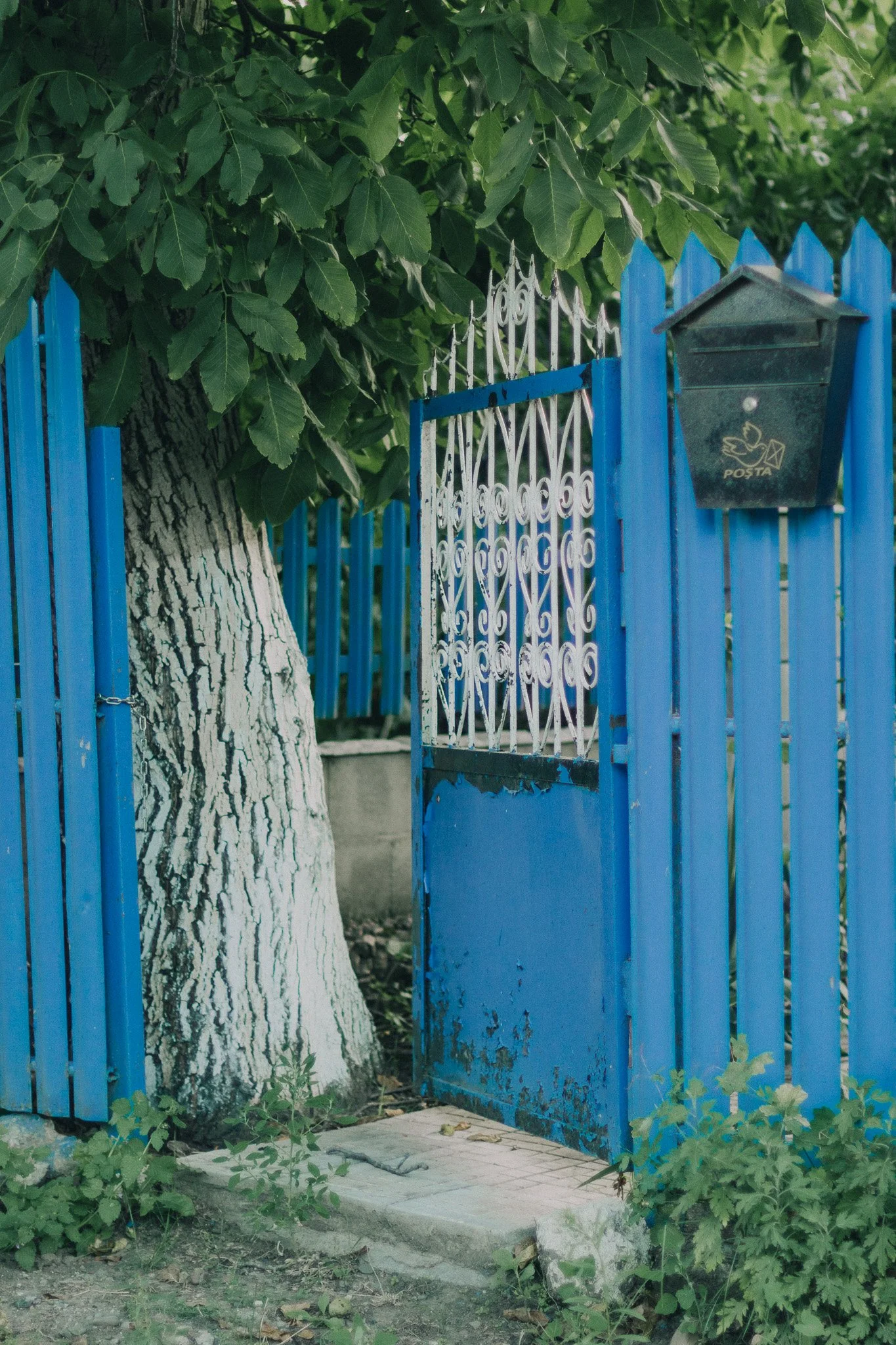 A blue metal fence with a gate, a tree with a textured trunk, green leaves overhanging, and a mailbox on the fence, with some greenery and plants around.