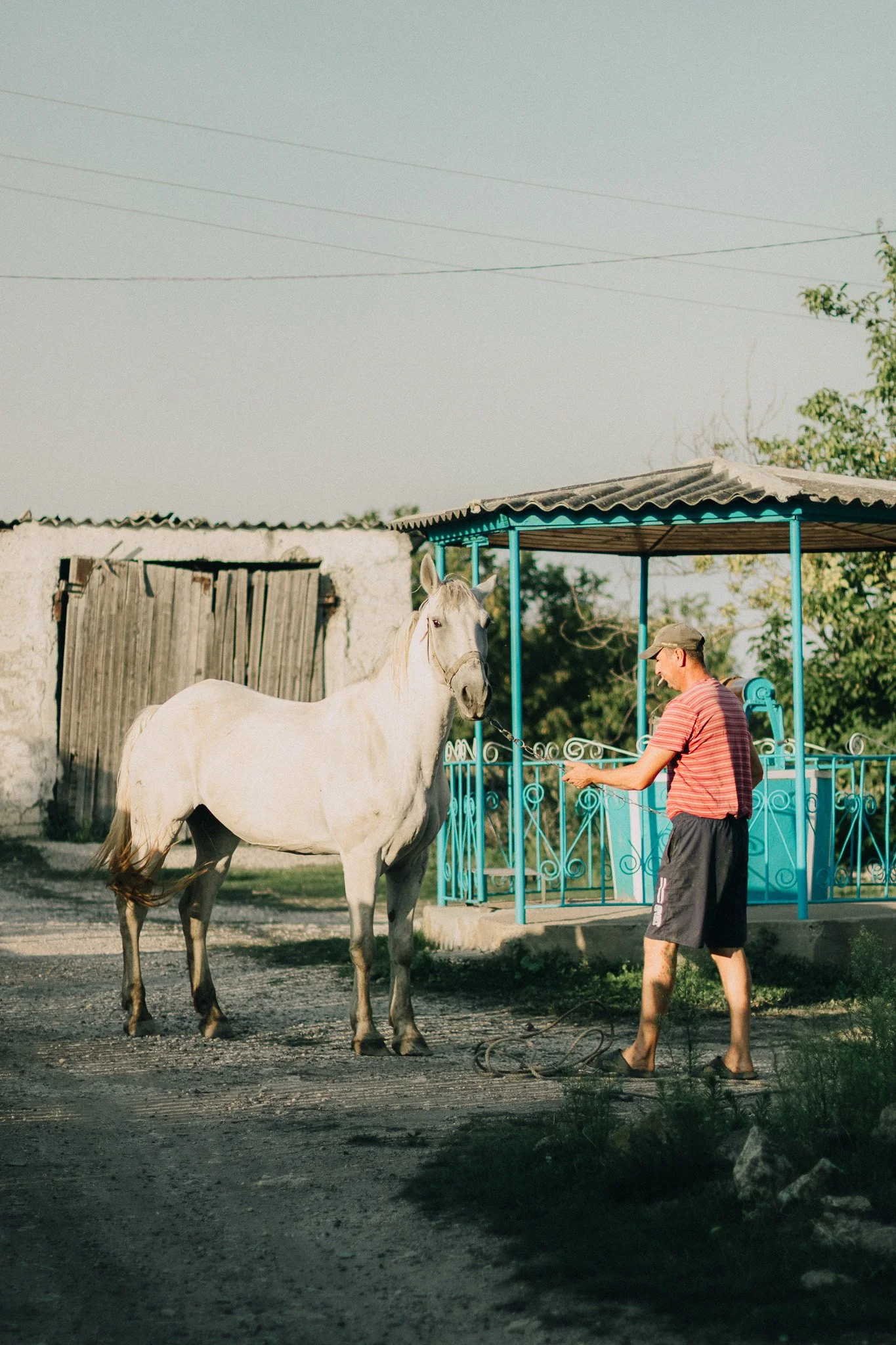 A man in a striped shirt and shorts holding a lead rope stands next to a white horse on a dirt path. Behind them is a small turquoise gazebo and a weathered wooden shed in a rural setting.