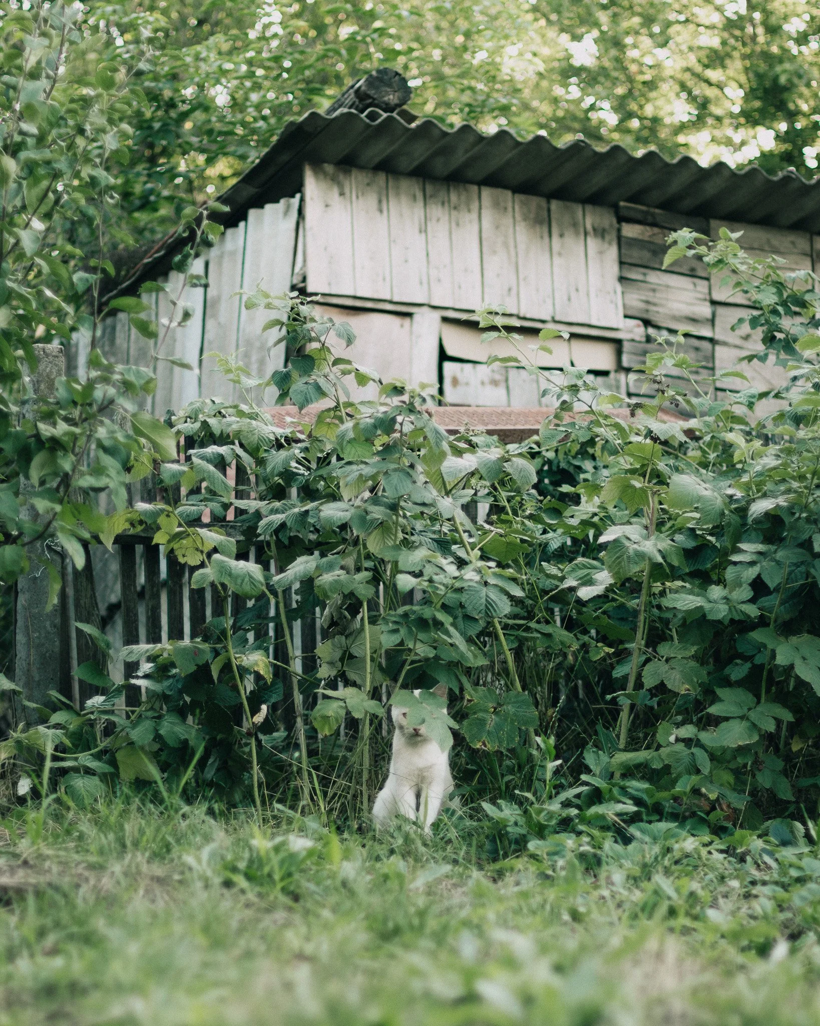 A white cat with blue eyes sitting among green bushes and plants in front of a rustic wooden shed in a garden setting.
