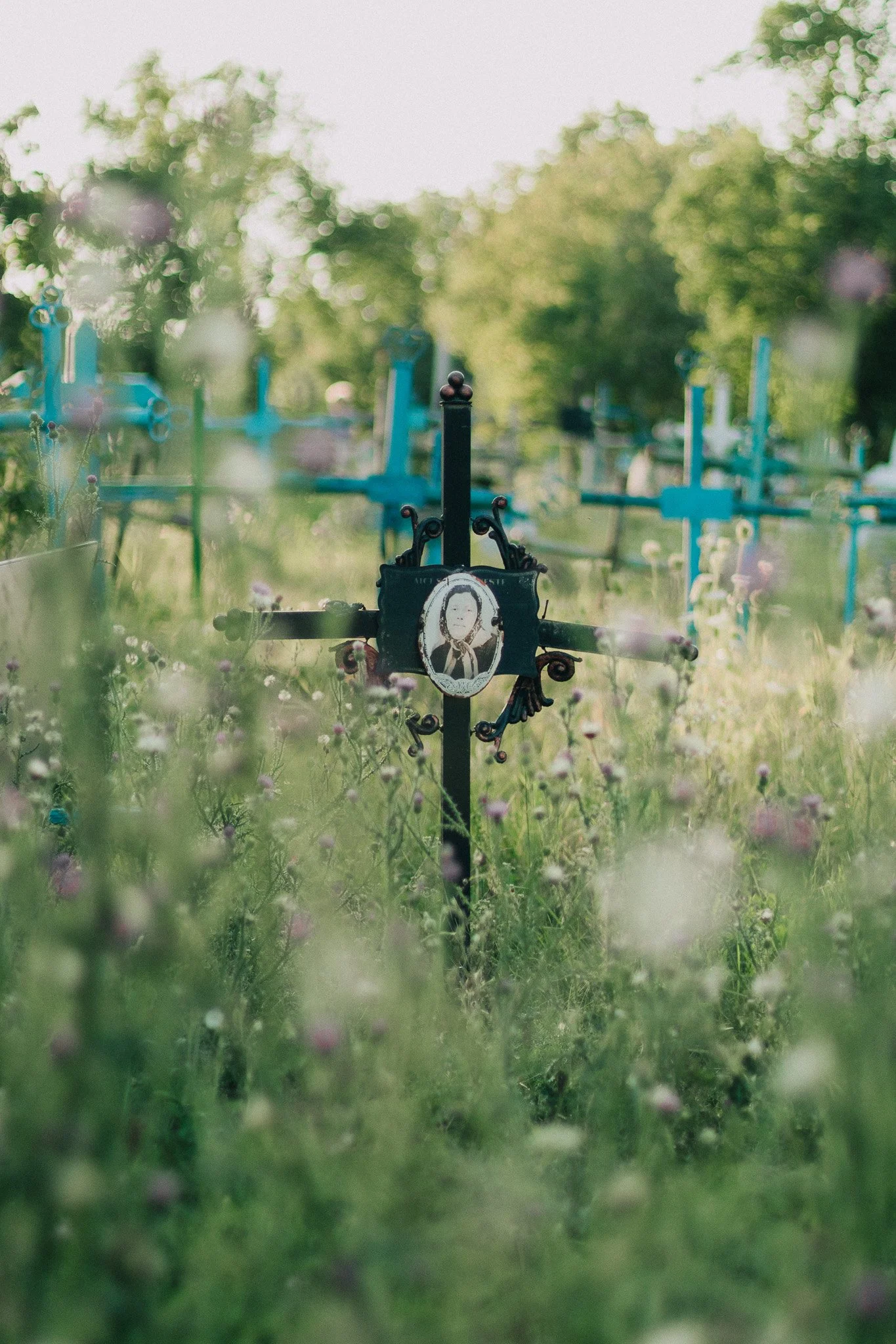 A grave with a black metal cross and a photo of a woman at a cemetery, surrounded by overgrown grass and small purple flowers, with several other graves and trees in the background.