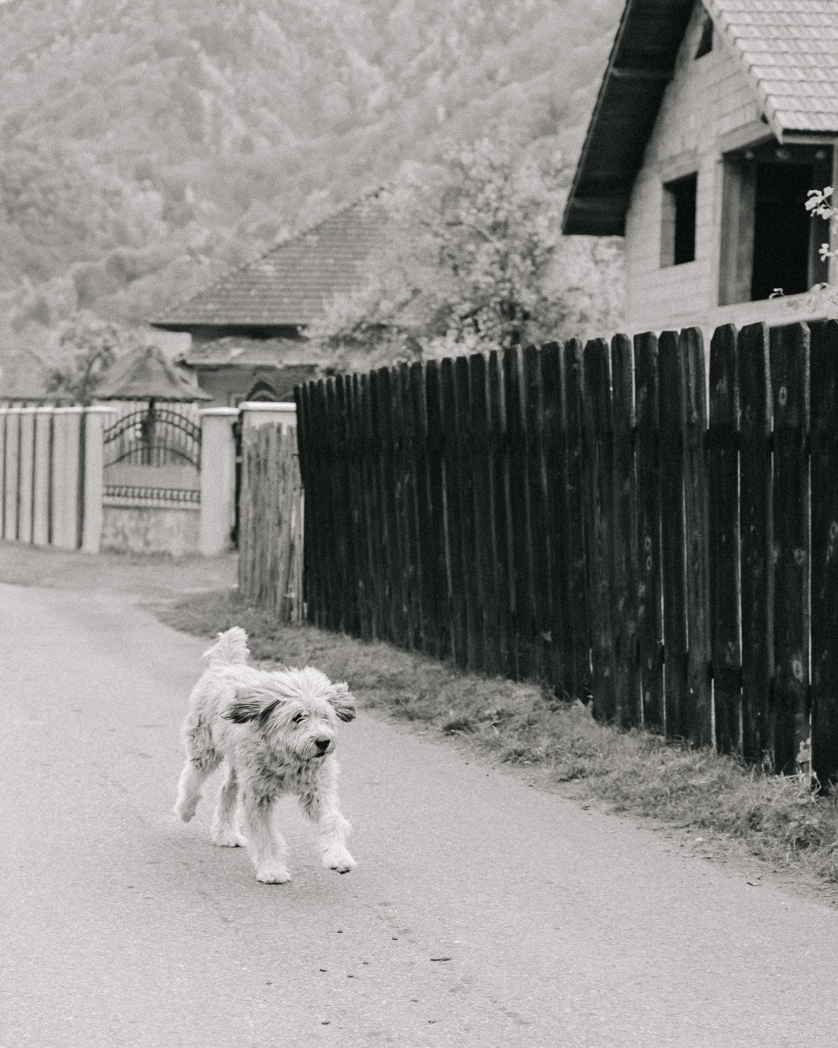A small, fluffy dog walking on a paved road beside a wooden fence in a rural area with houses and trees in the background.