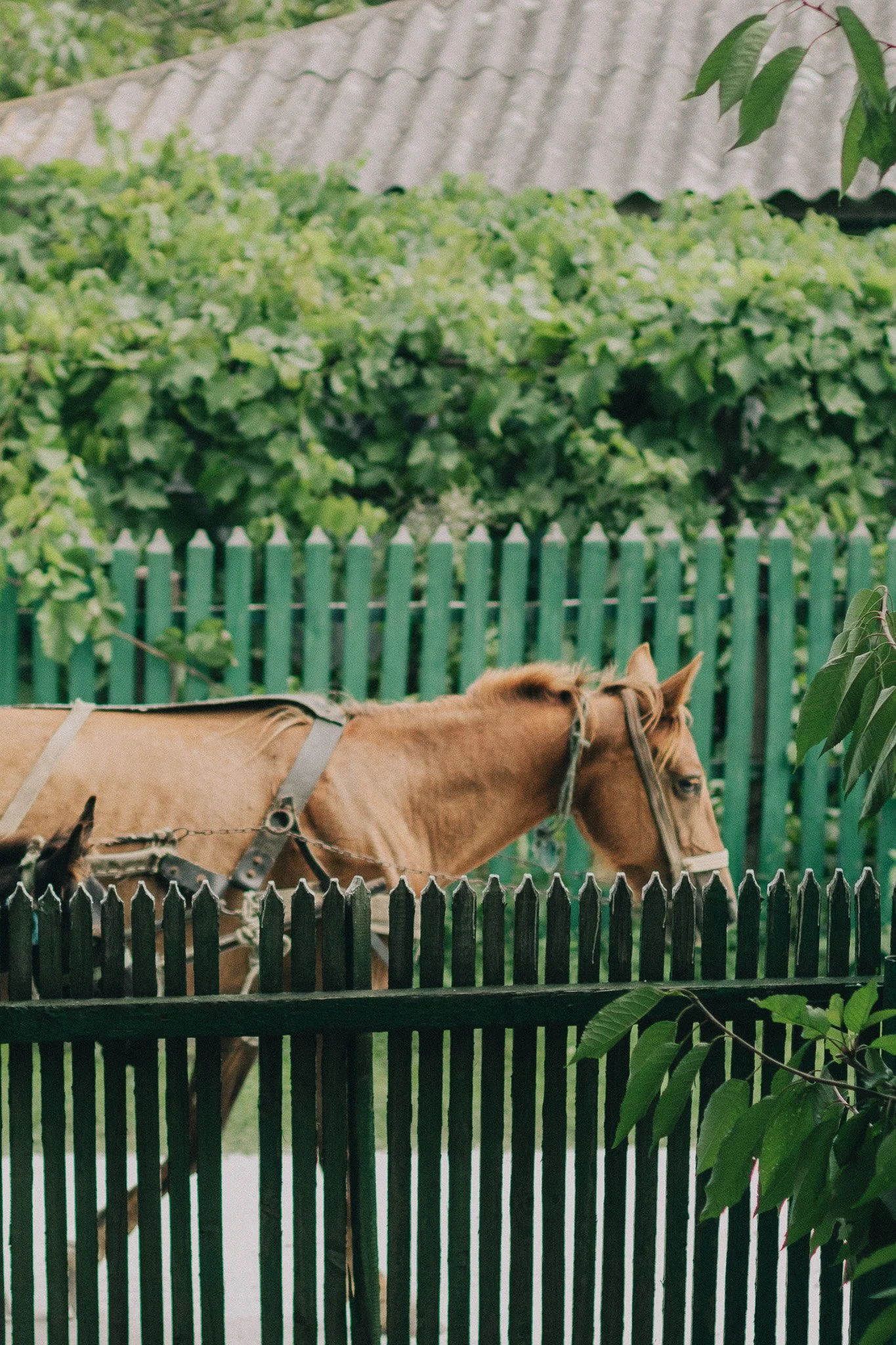 A brown horse with a harness standing behind a black wooden fence, with green foliage and a green picket fence in the background.