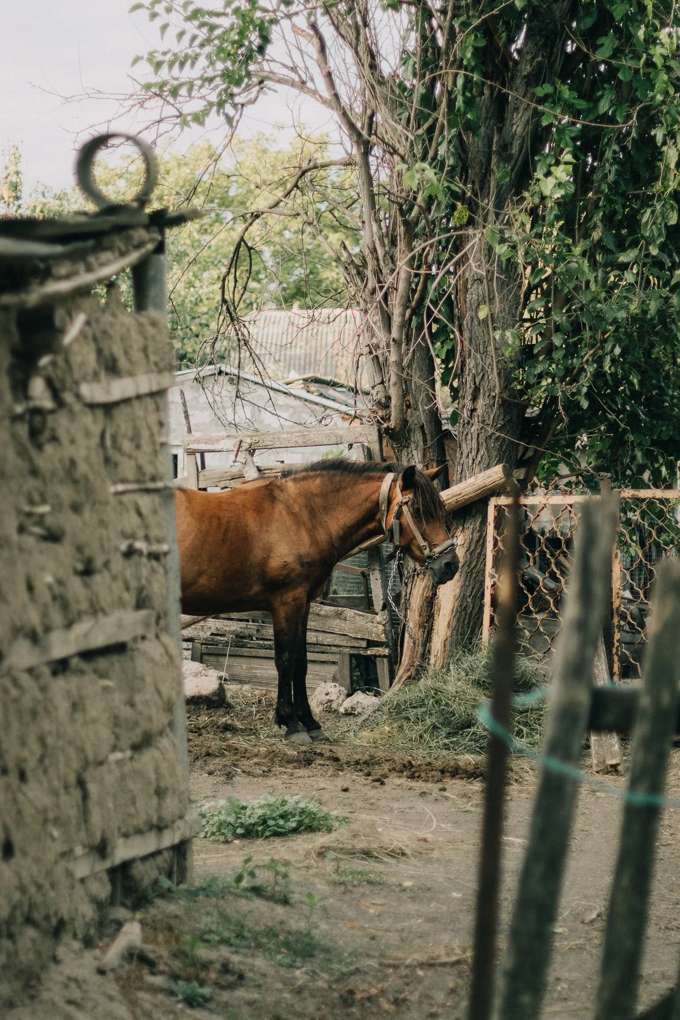 Brown horse standing in a rustic outdoor setting near trees and a wooden fence.