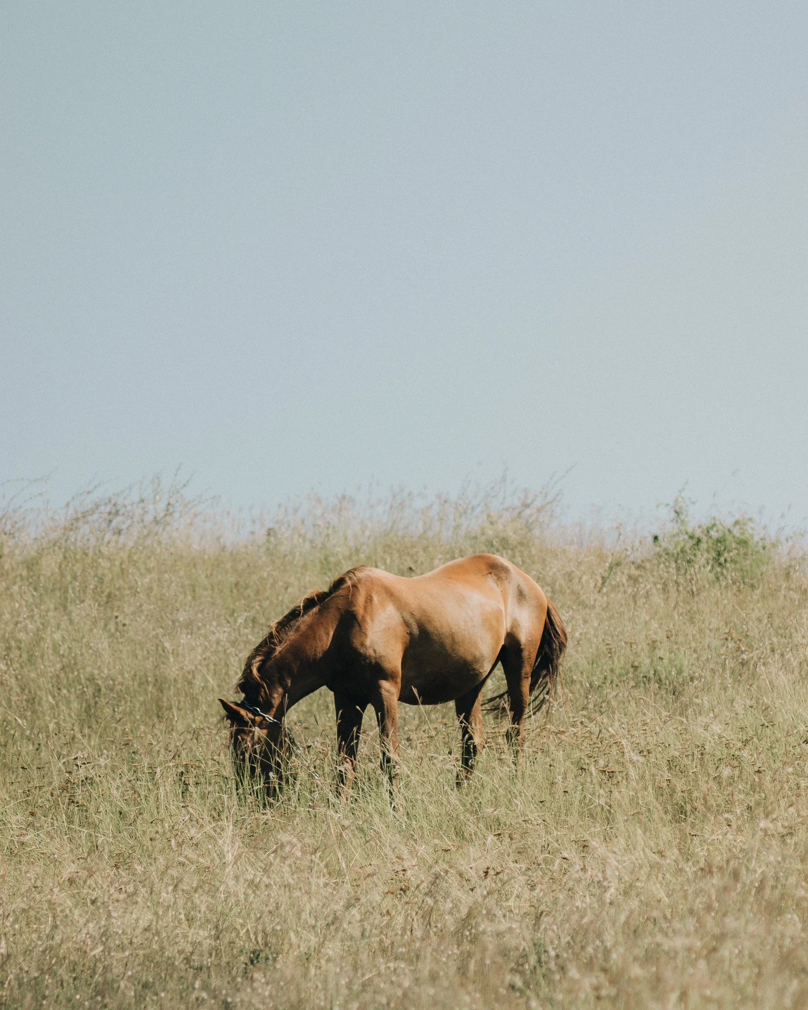 A brown horse grazing in a grassy field under a clear blue sky.