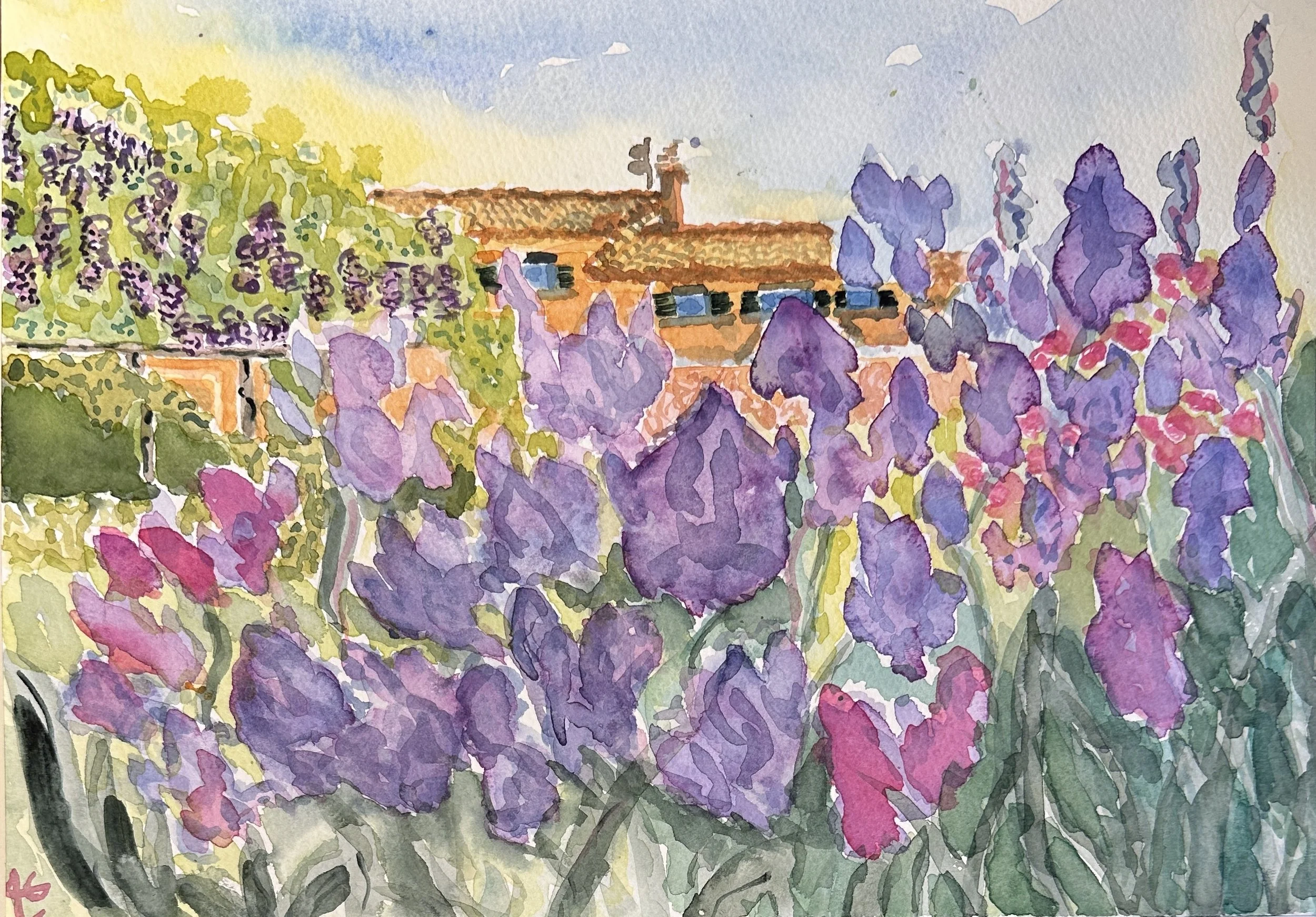 Iris. La Foce, April 2026