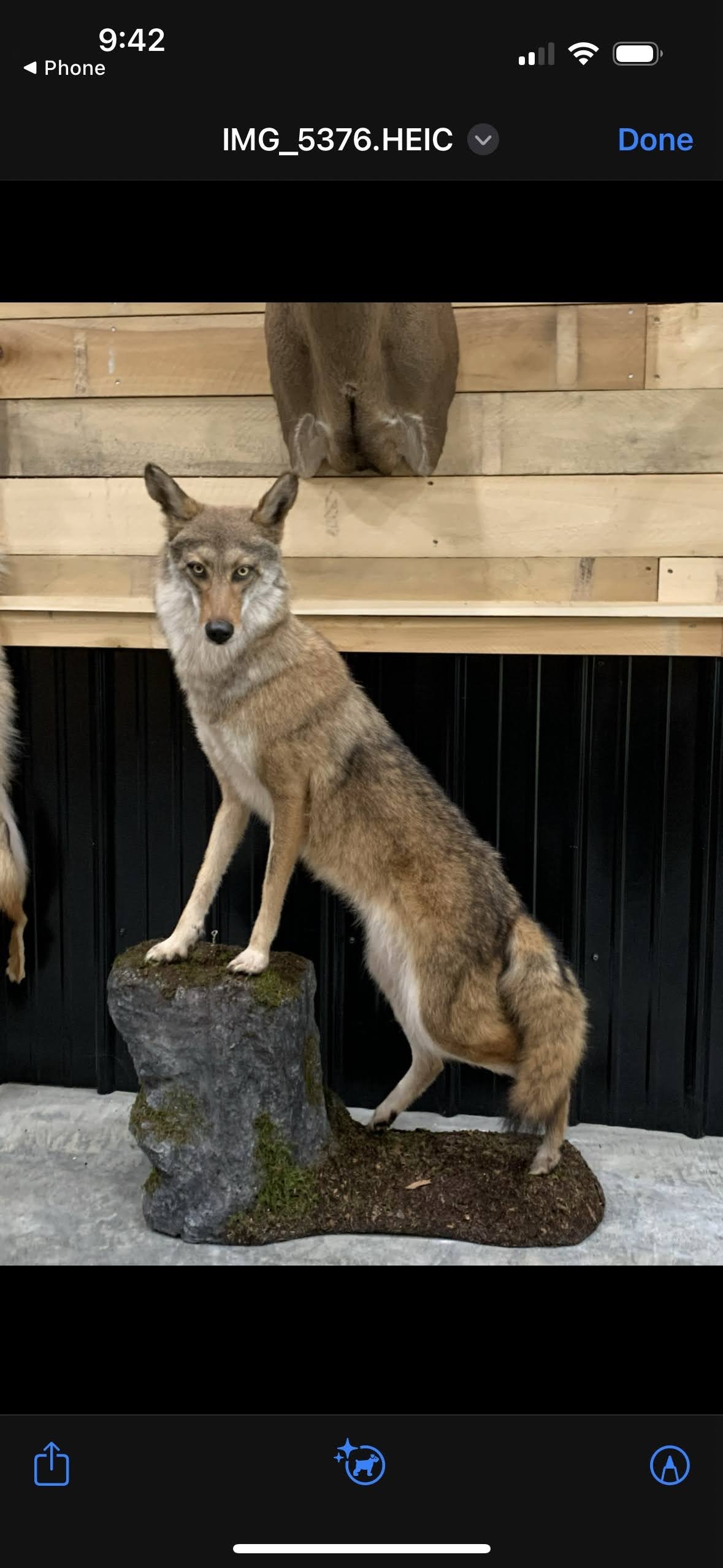Taxidermy display of a wolf standing on a rock with wooden and black paneled walls in the background.