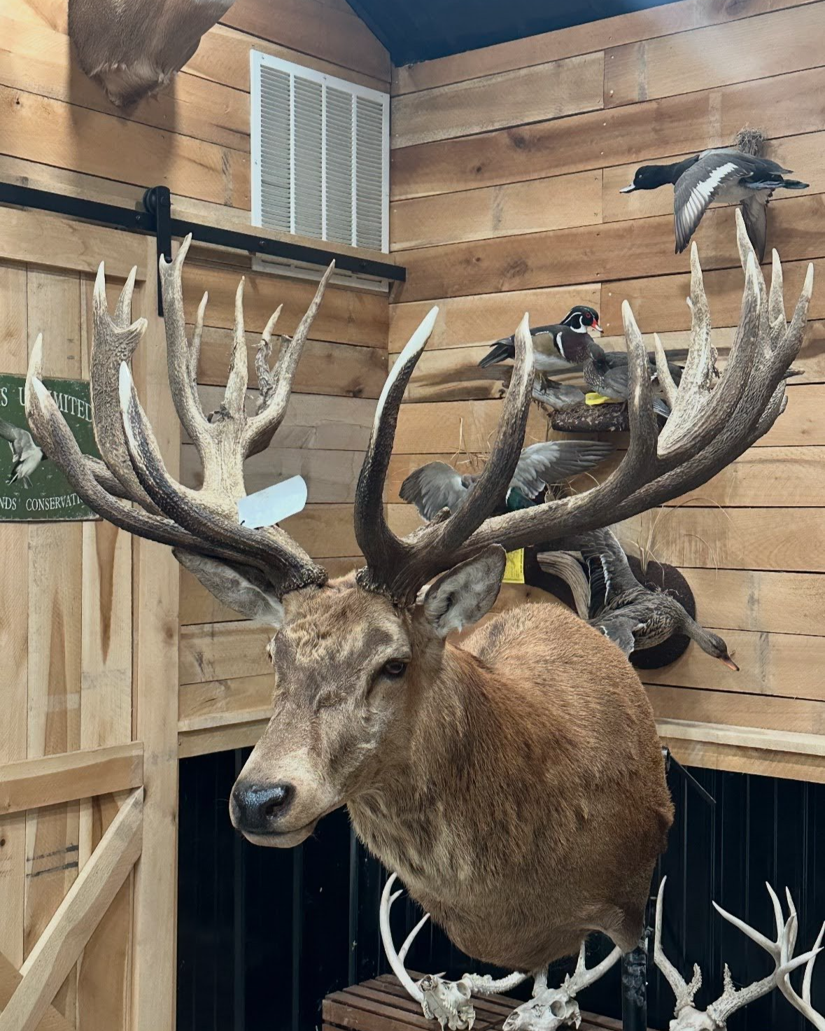 Taxidermy display of a large deer head with antlers, surrounded by mounted ducks and a flying bird inside wooden-paneled room.