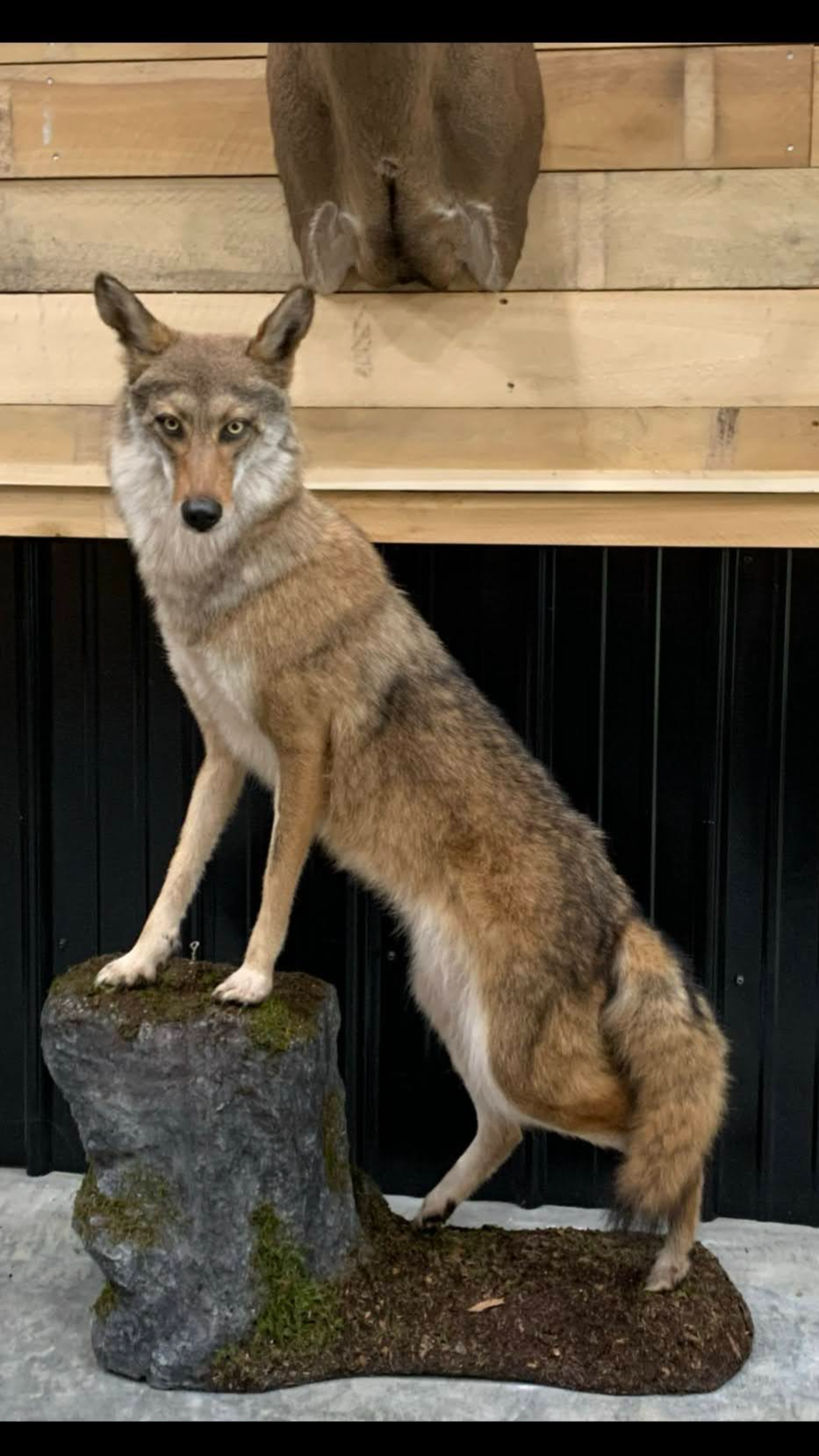 Taxidermy display of a wolf standing on a rock with wooden and black paneled walls in the background.