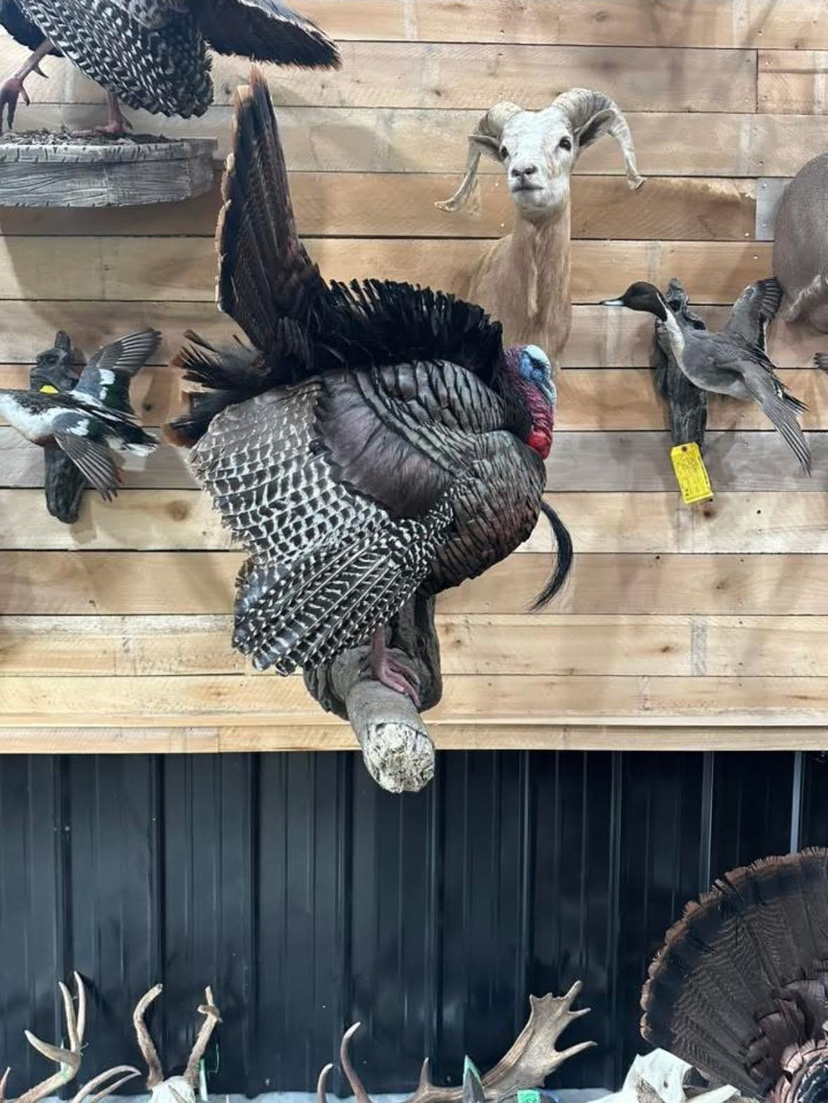 Mounted turkey with outstretched wings on a wooden wall with others of various bird and animal mounts.