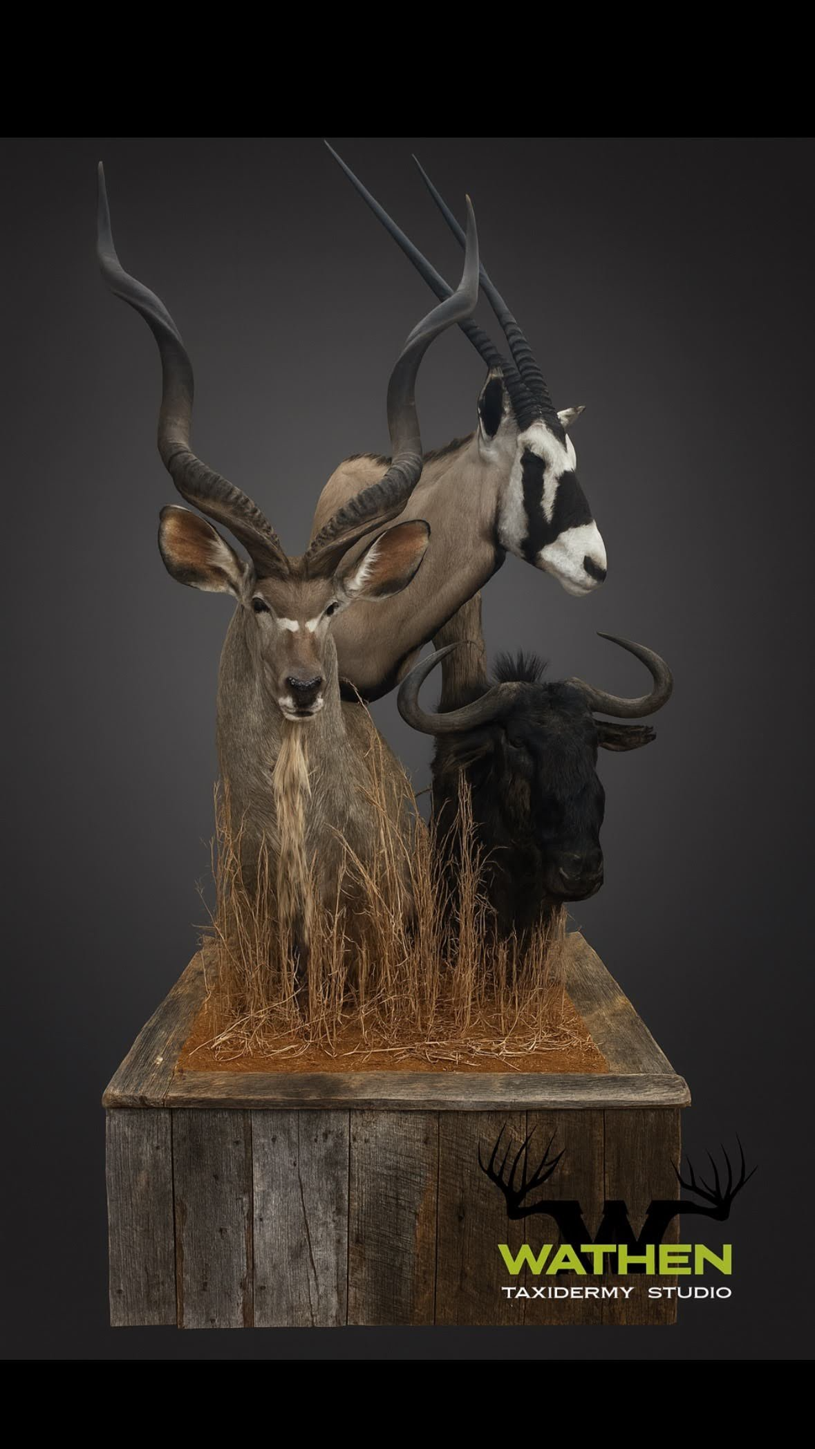 Taxidermy display featuring an impala, oryx, and buffalo mounted on a wooden platform with tall grass, against a dark background.