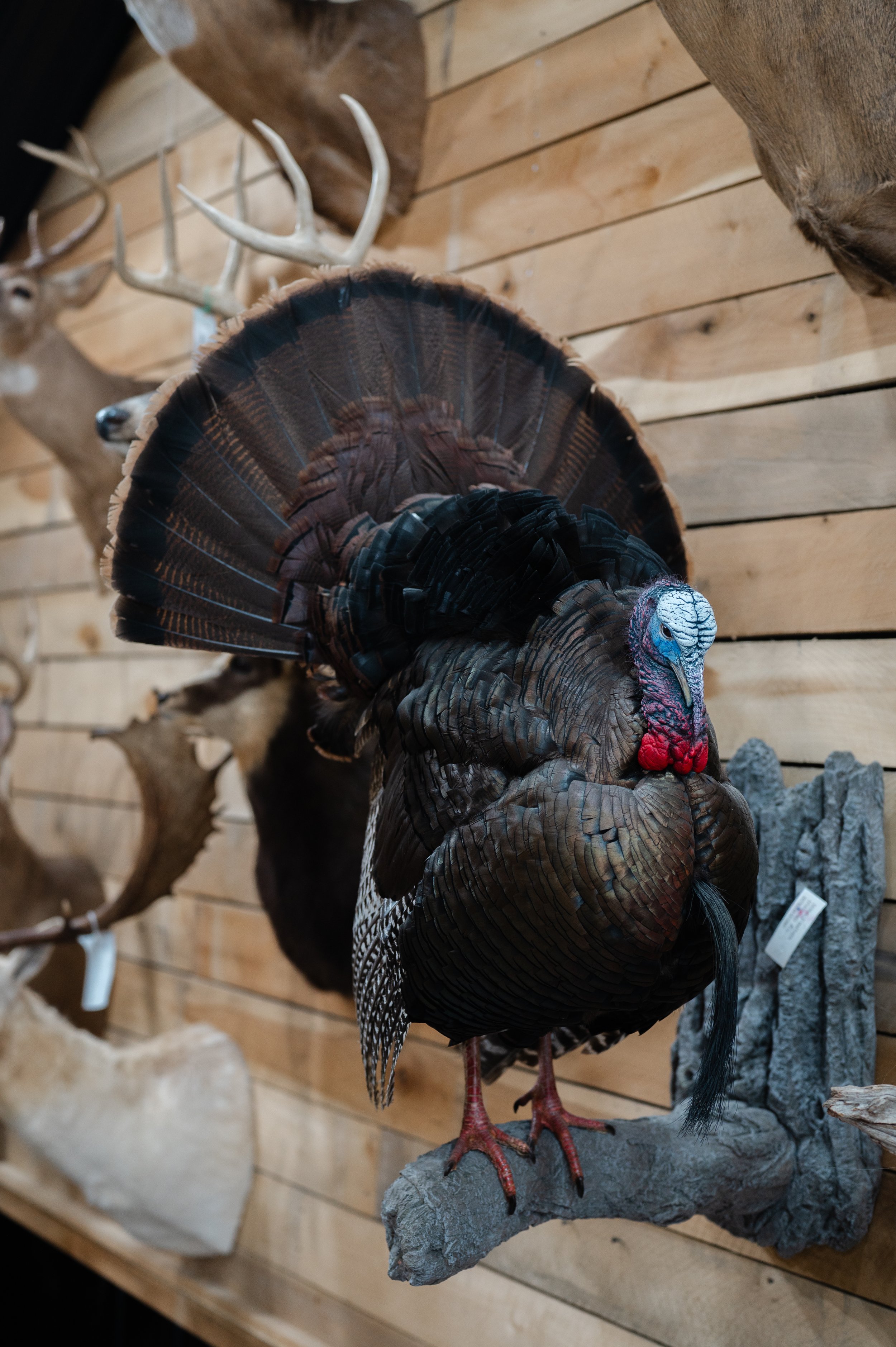 A carved turkey figurine standing on a stone platform on a wooden display, with a background of mounted deer antlers on a wooden wall.