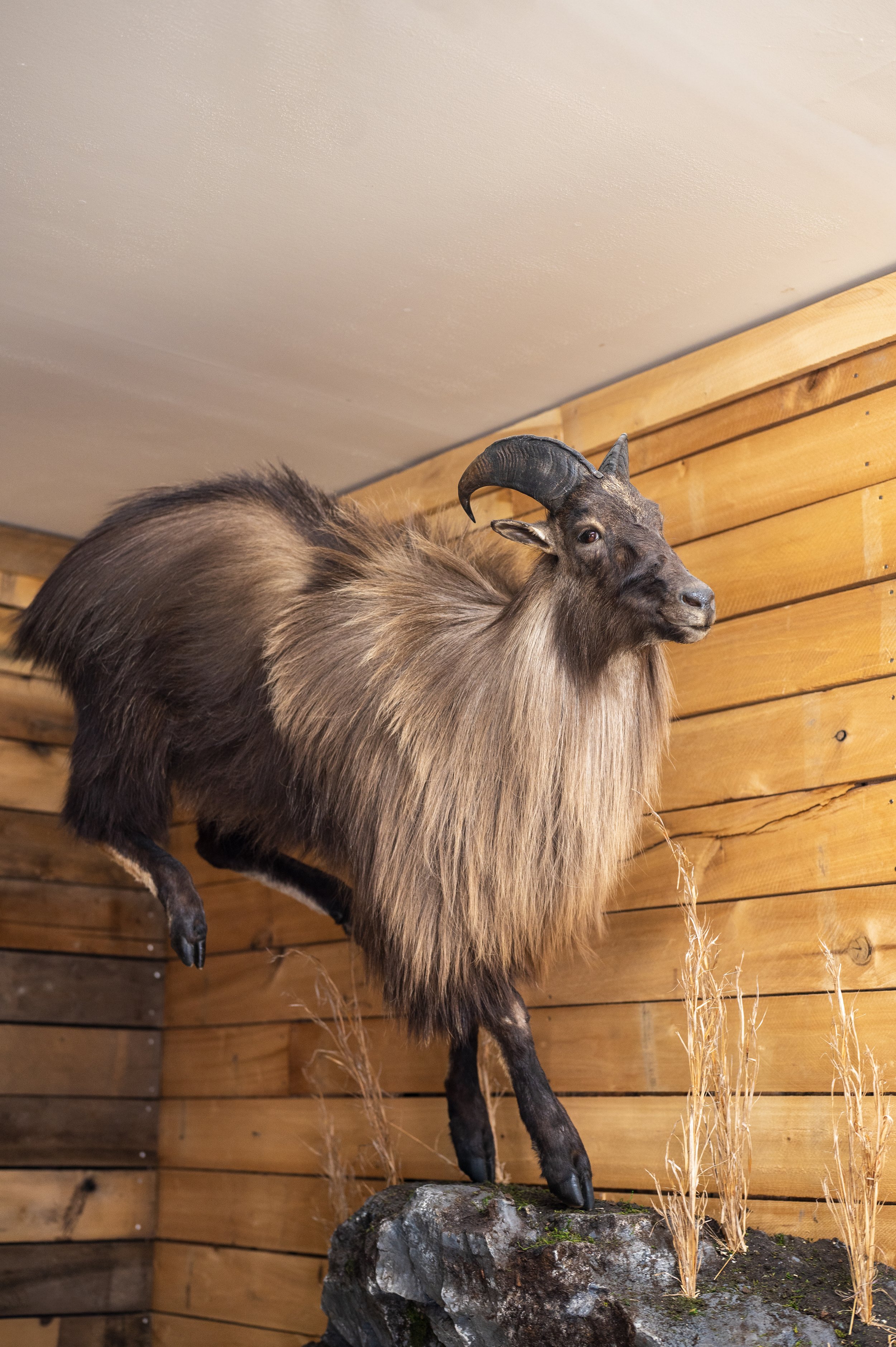 Taxidermy of a goat with large curved horns, brown and black fur, mounted on a rock, against a wooden wall background.
