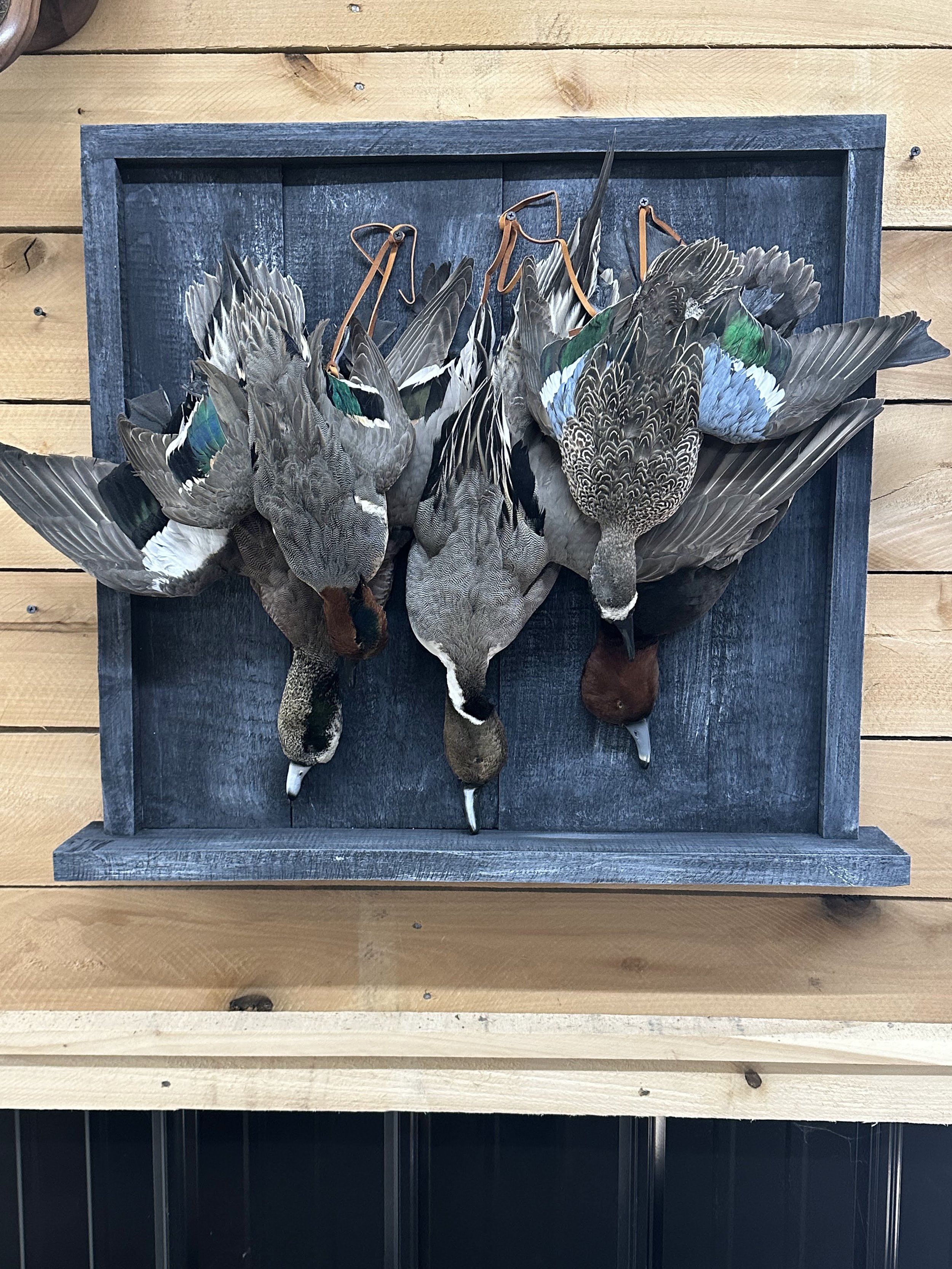 Mounted display of four ducks with their heads hanging downward, mounted on a black wooden frame against a light wood wall.