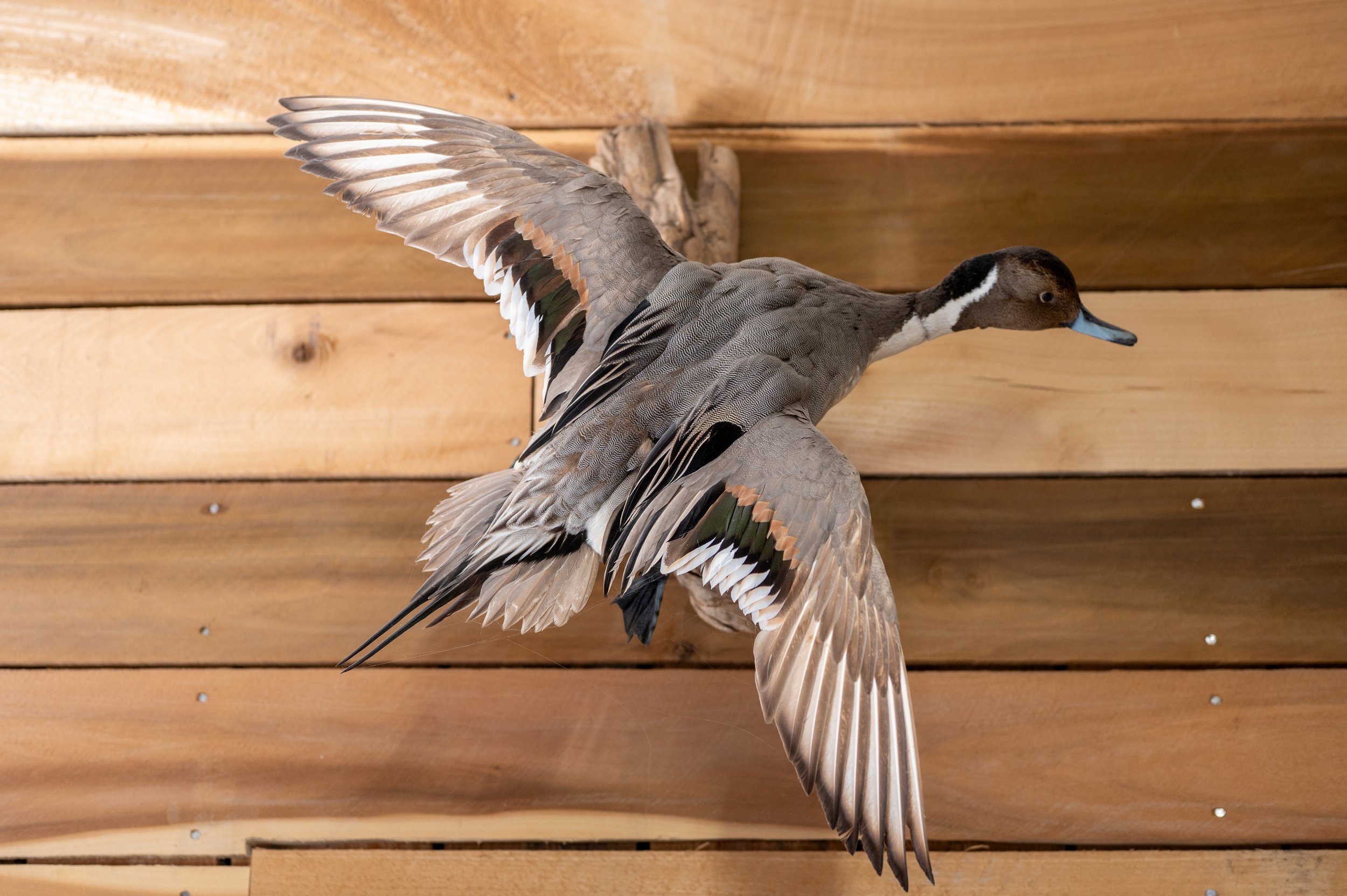 A mounted duck decoy with gray and white feathers, positioned against a wooden backdrop.