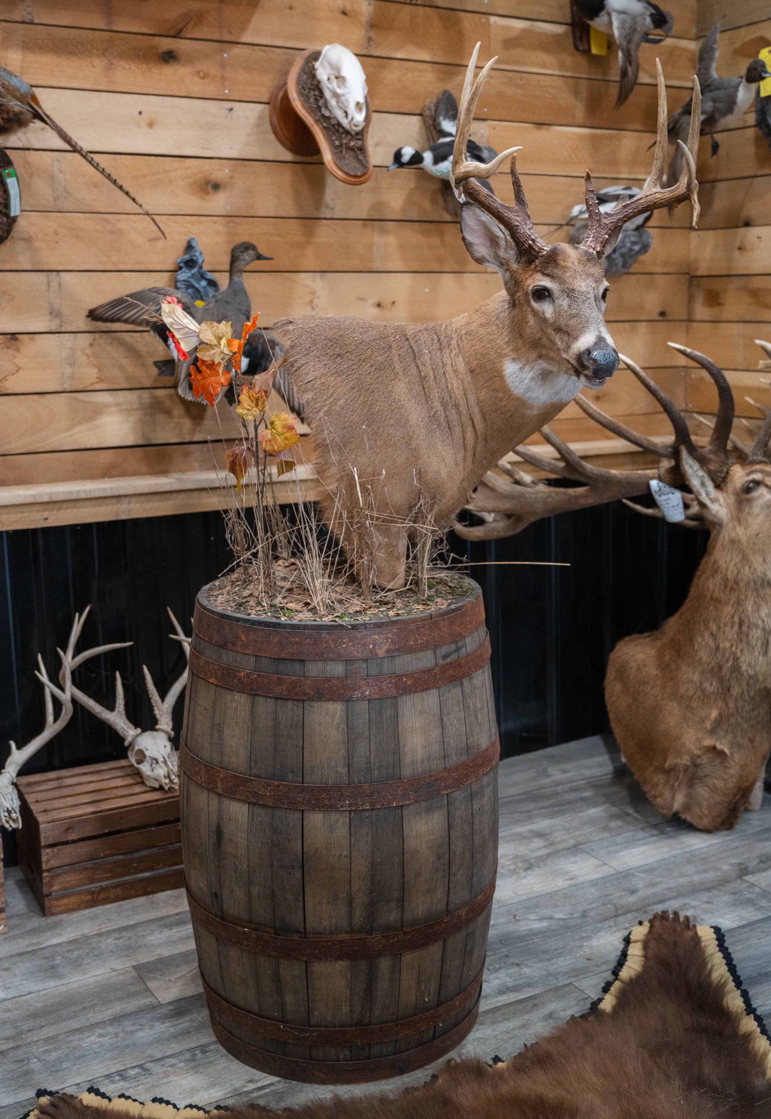 Taxidermy display featuring a mounted deer head with antlers, a small animal skull, several mounted ducks and other birds, a tree branch with autumn leaves, and a deer antler on the floor.