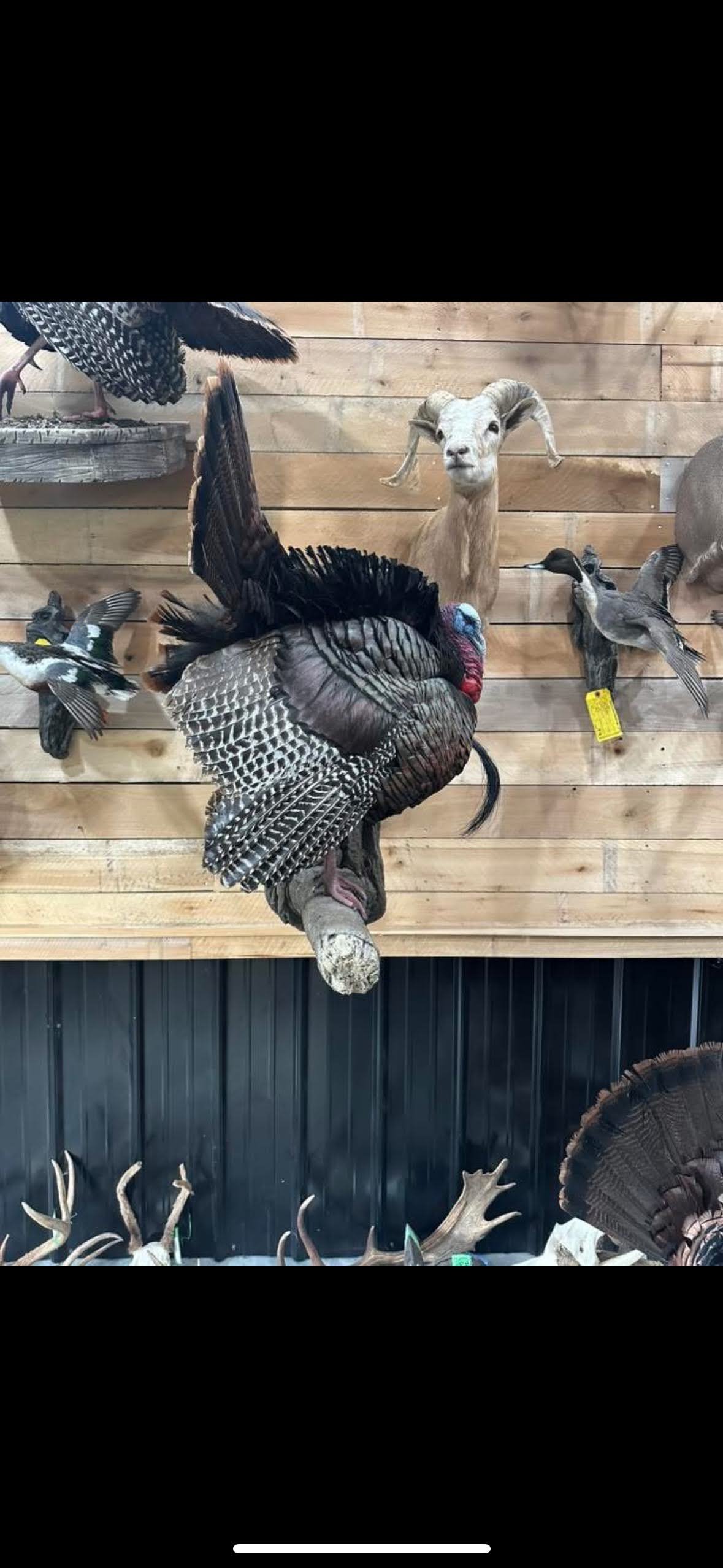 Mounted turkey with outstretched wings on a wooden wall with others of various bird and animal mounts.