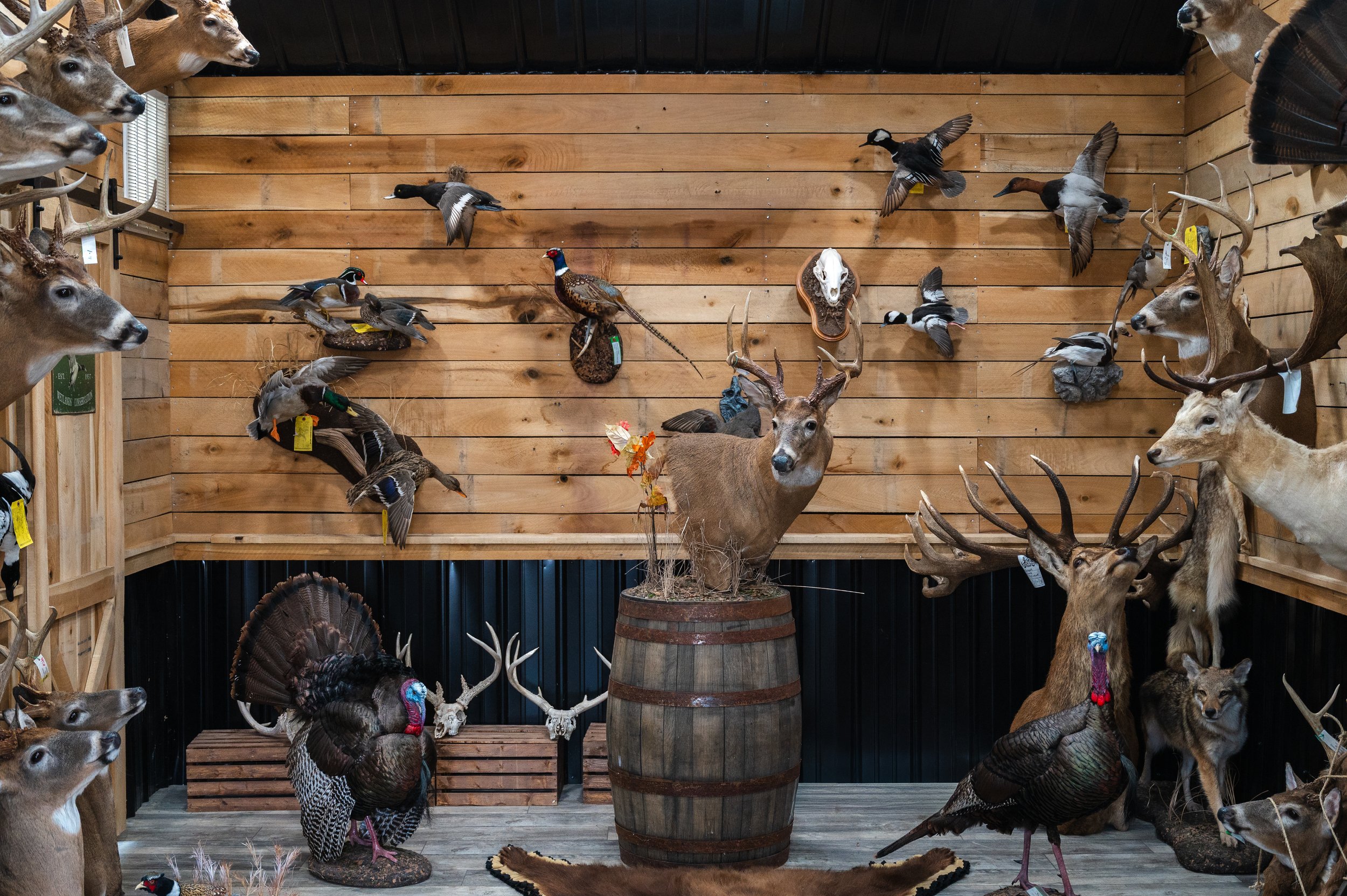 A wall display with mounted animal heads and taxidermy animals, including deer, ducks, and turkeys, in a rustic wooden room.
