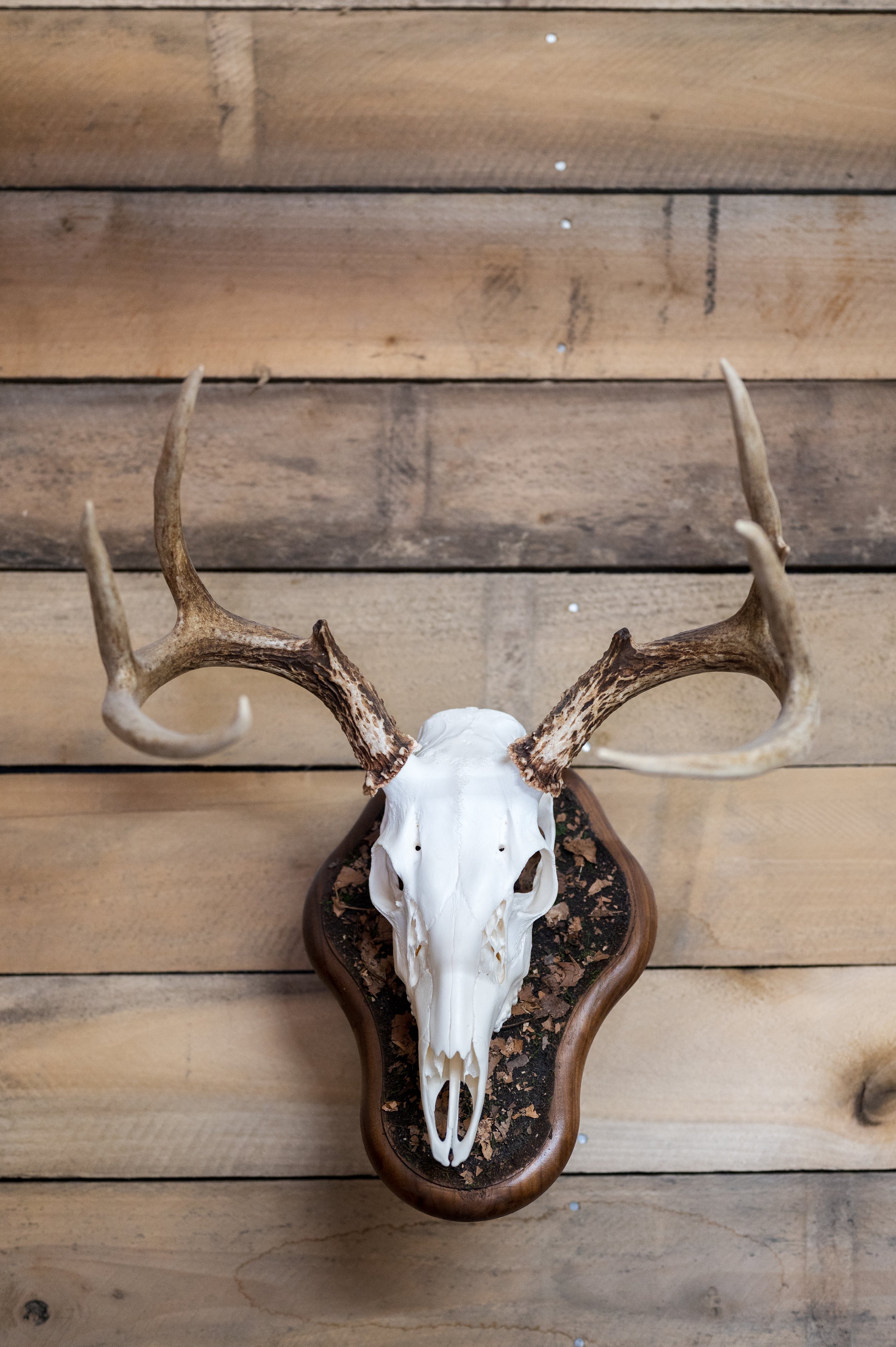 A deer skull with antlers mounted on a wooden wall, placed in a decorative wooden holder filled with soil.