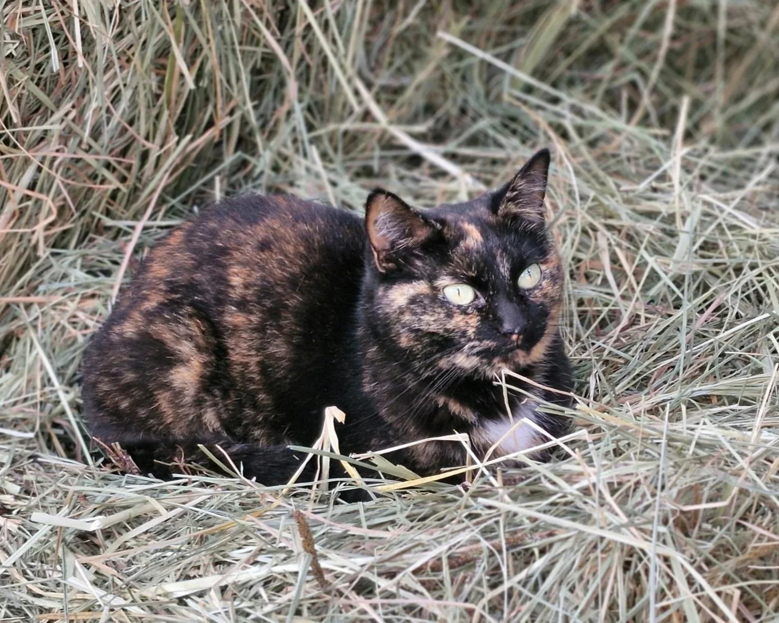 Consultation comportementale pour chat à domicile - Aurafélis.