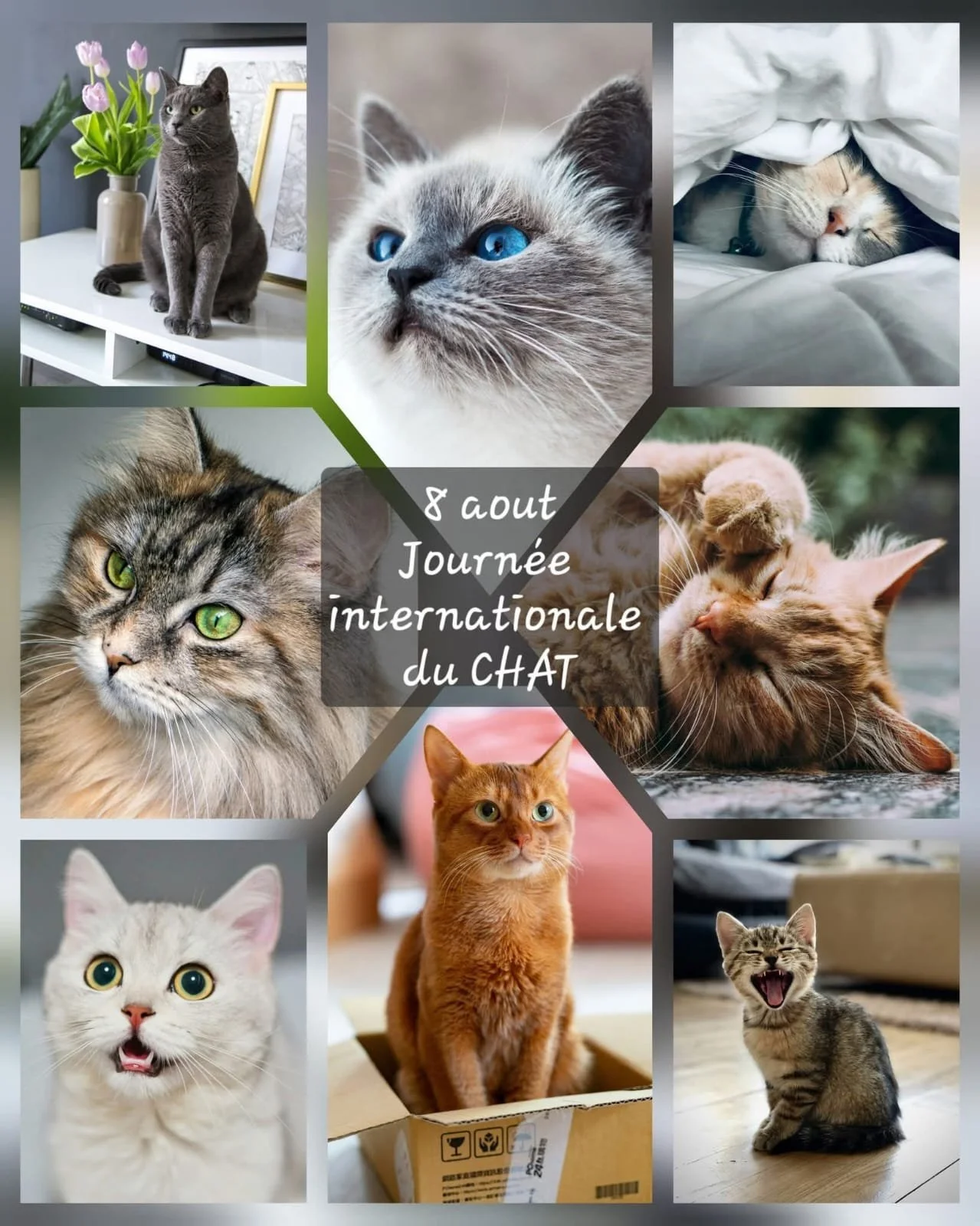 8 août - Journée internationale du chat