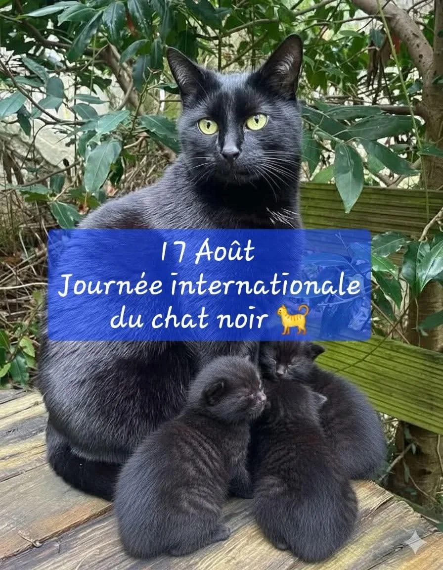 17 août - Journée internationale du chat noir