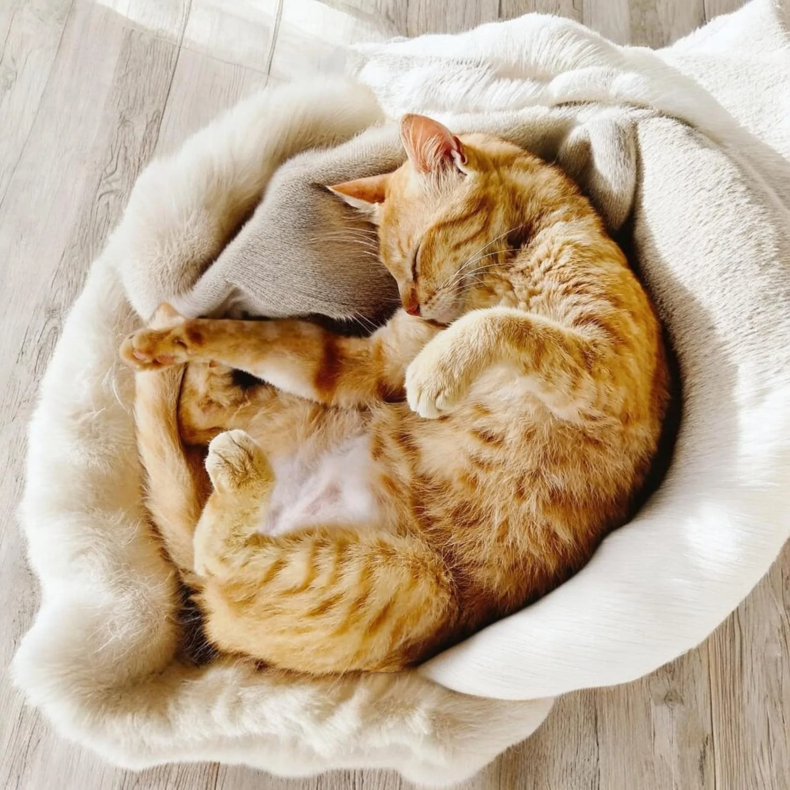 Aurafélis - Un chat qui dort