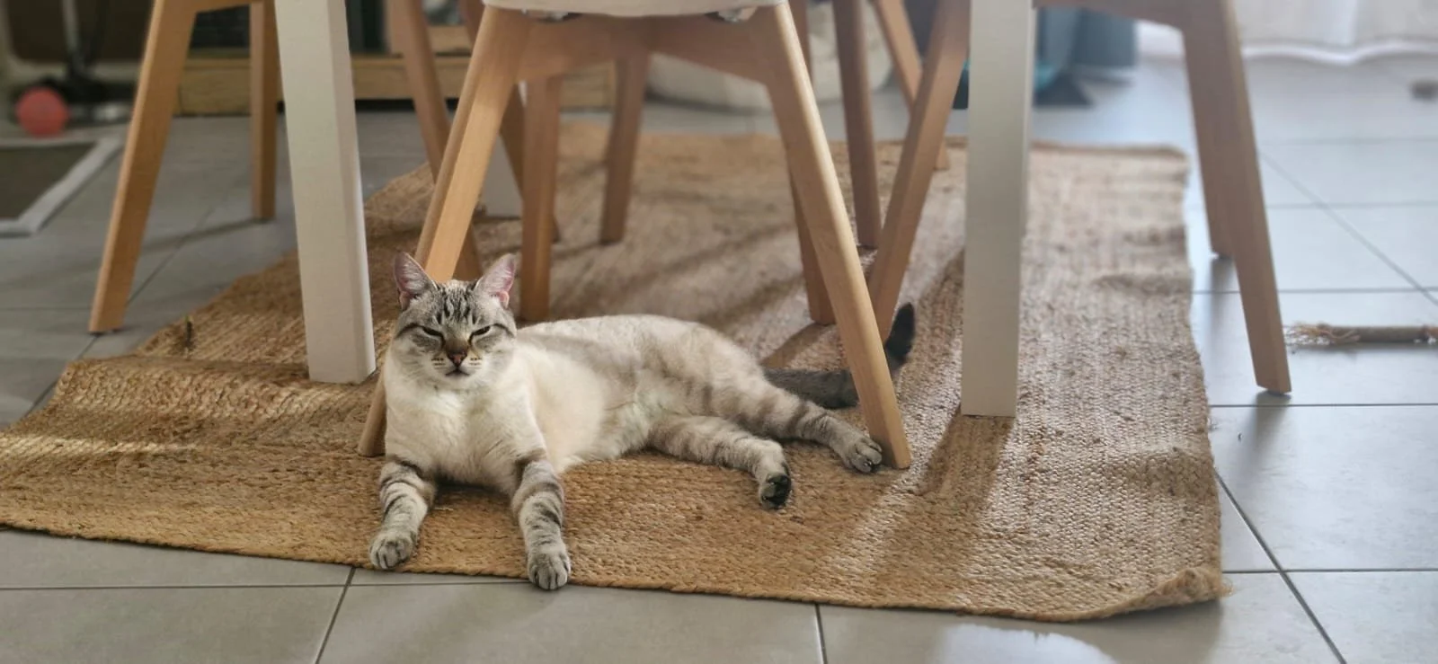 Aurafélis - Sherkan