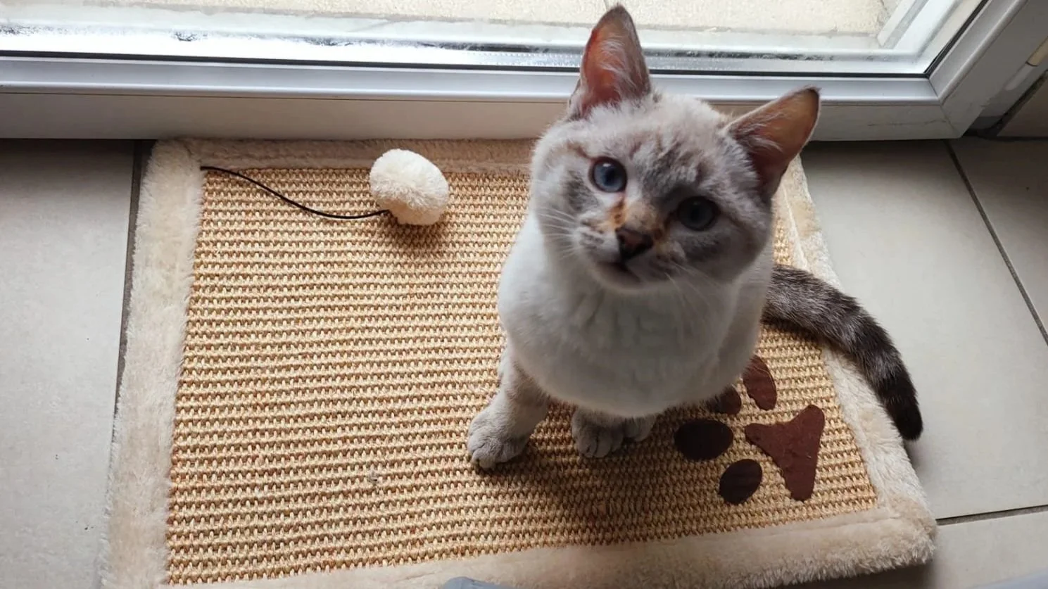 Conseils comportementaux pour l'arrivée d'un nouveau chat ou d'un bébé.