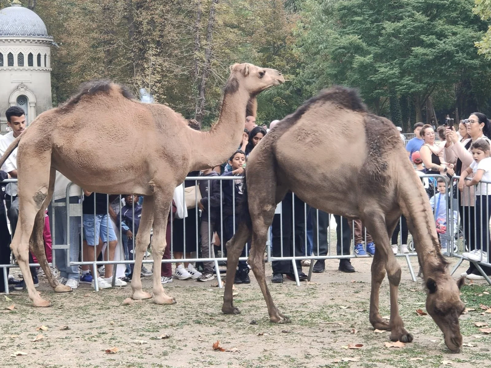 Deux dromadaires derrière une barrière, entourés de plusieurs personnes dont des enfants et des adultes, dans un parc ou un zoo, avec des arbres en arrière-plan à Drancy - Fête des animaux
