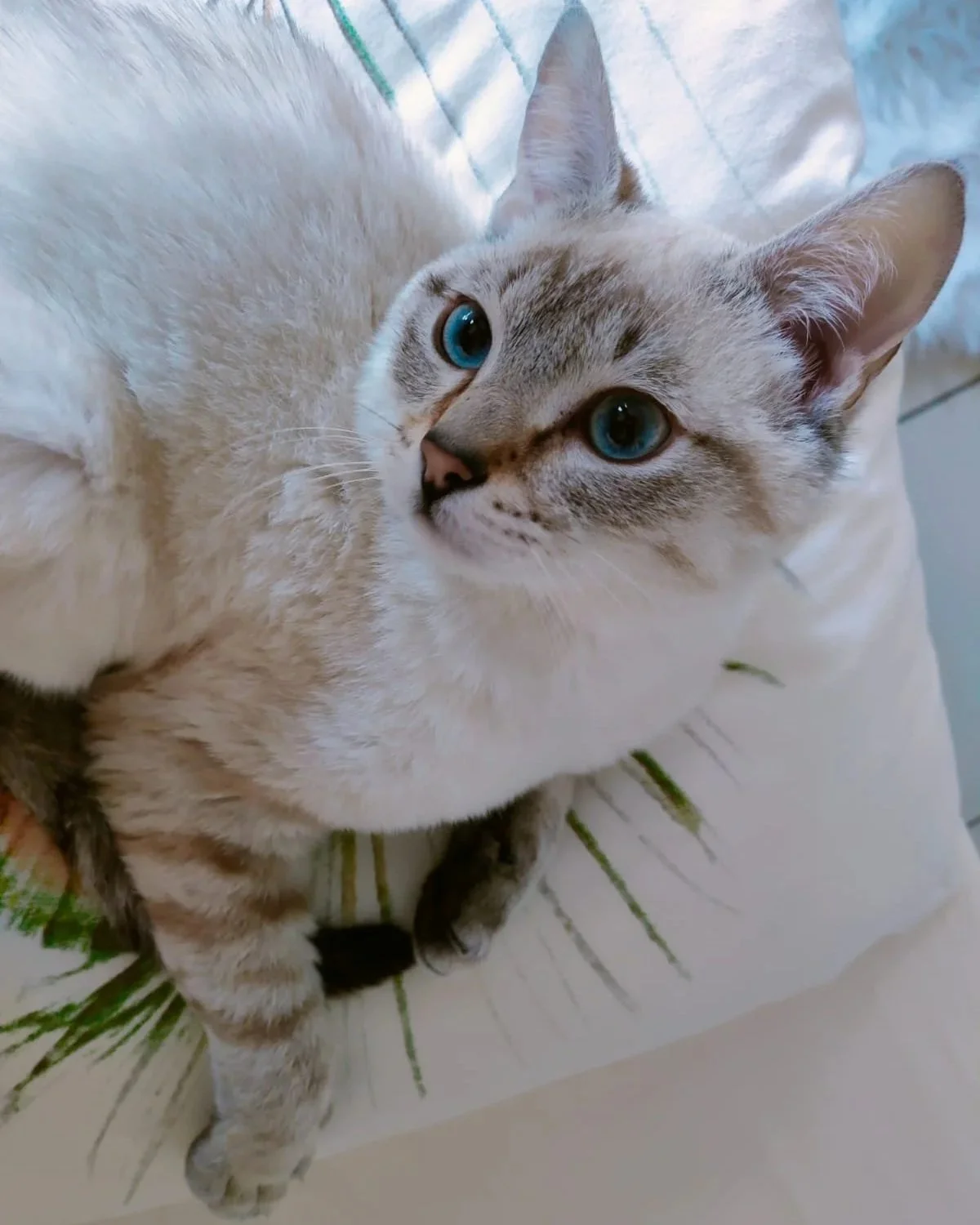 Consultation comportementale pour chat à domicile - Aurafélis.