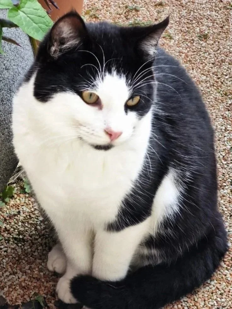 Consultation comportementale pour chat à domicile - Aurafélis.