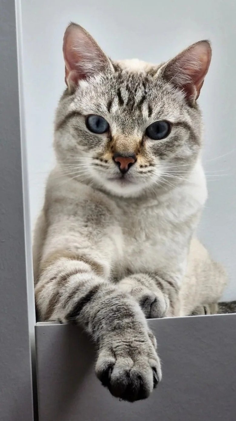 Aurafélis - Sherkan