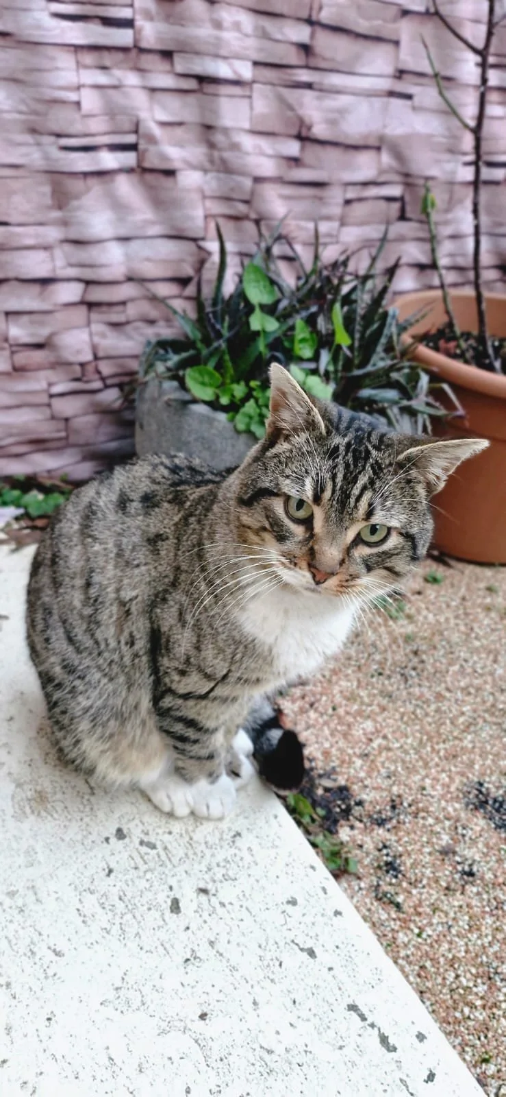 Consultation comportementale pour chat à domicile - Aurafélis.