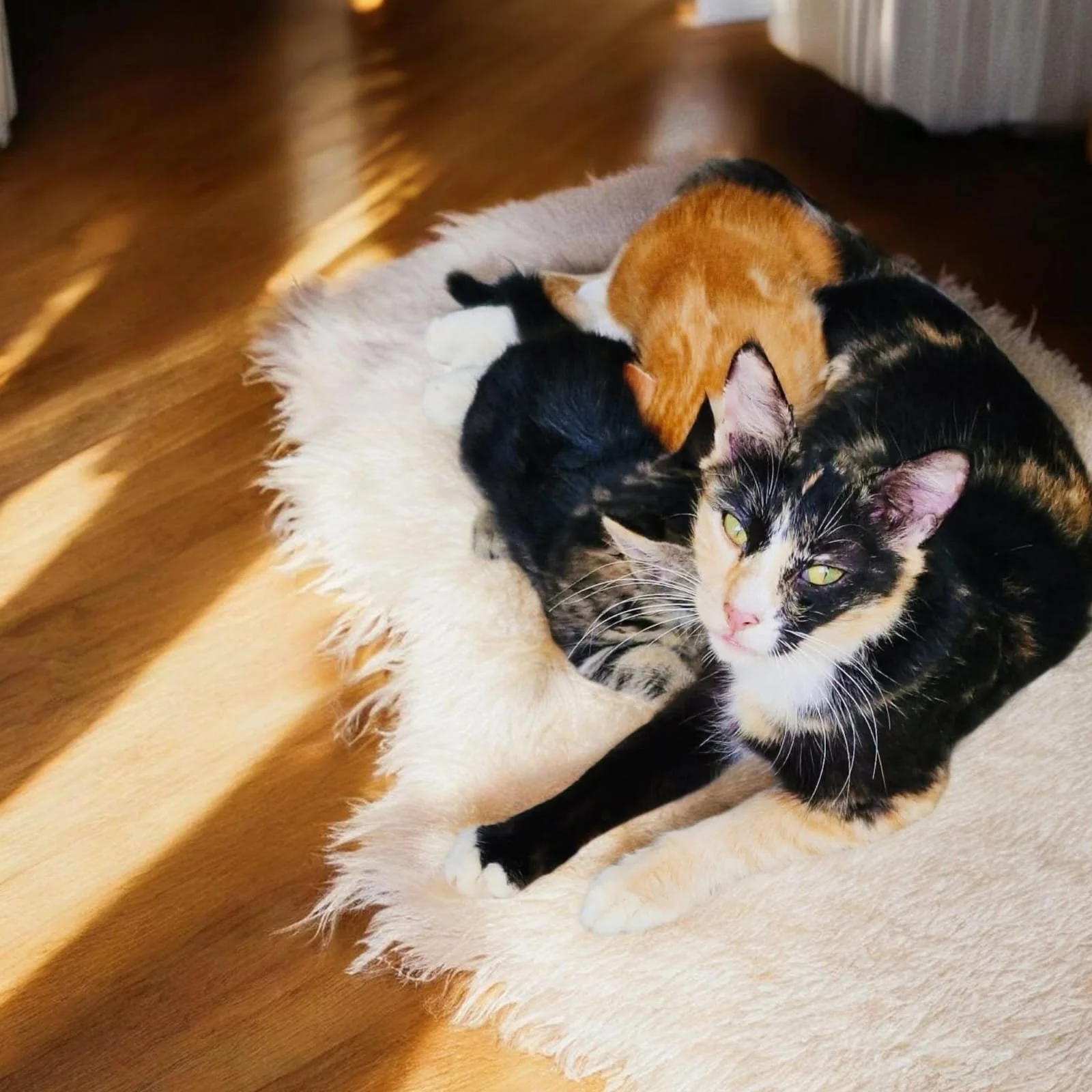 Aurafélis - Une chatte et ses petits