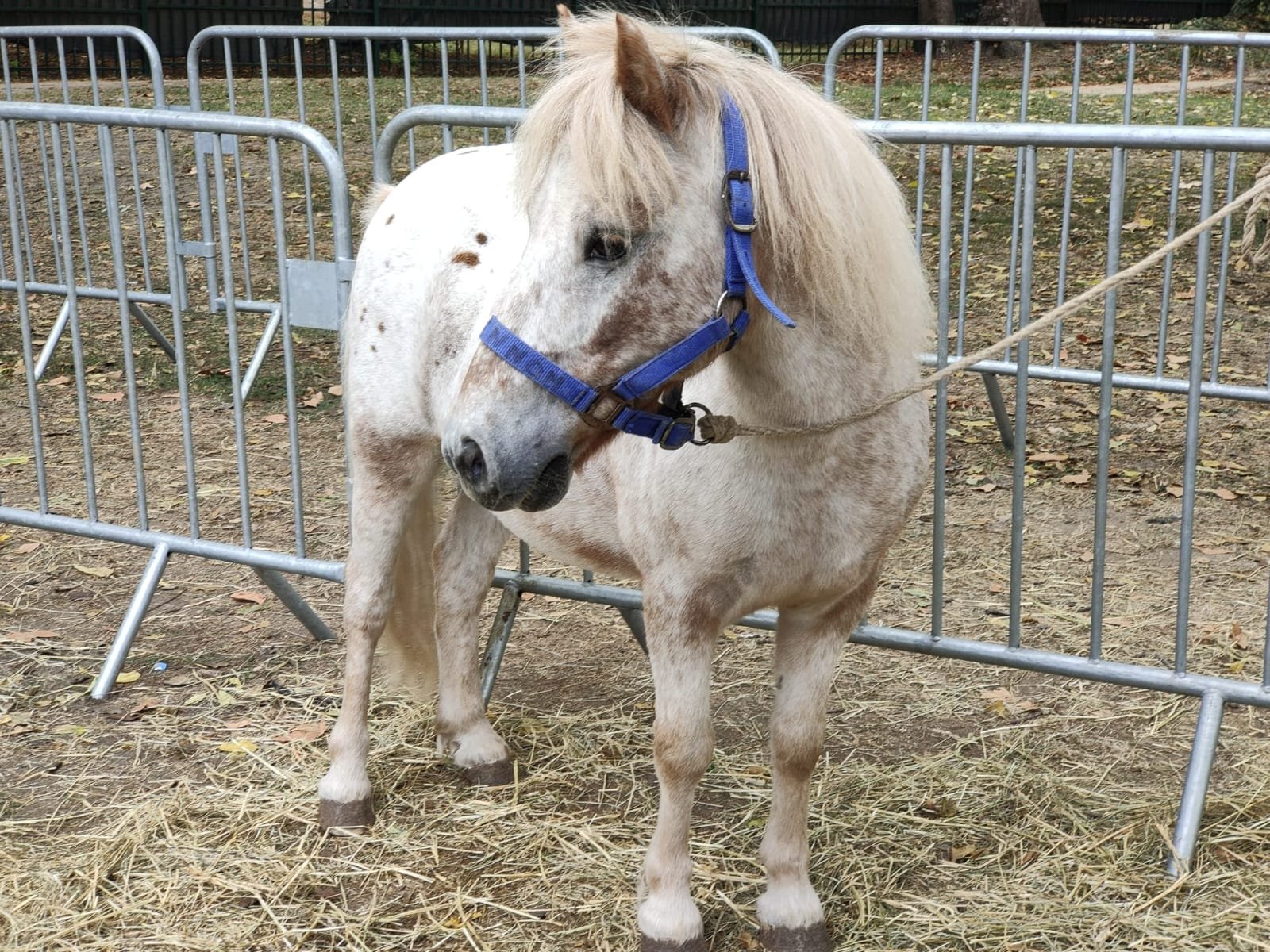 Un poney blanc avec des taches brunes, portant un harnais bleu, se trouvant dans un enclos en métal avec un sol recouvert de feuilles et de paille Drancy, fête les animaux, parc de ladoucette