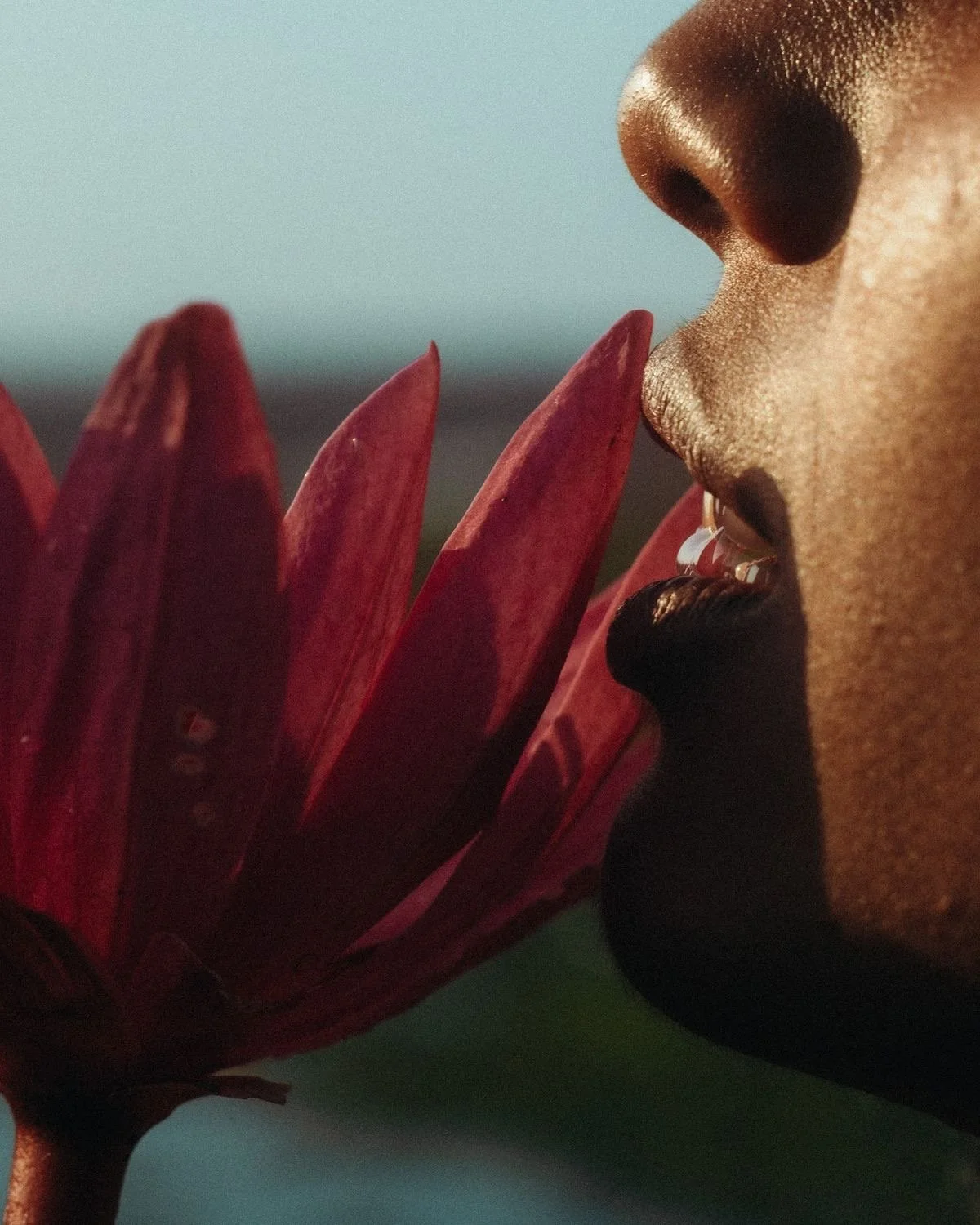 Close-up of a person's face with golden makeup near their lips, holding a large red flower close to their face.
