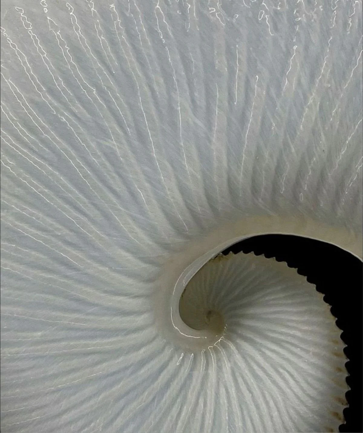 Close-up of the inside of a conch shell, showing its spiral structure and textured surface.